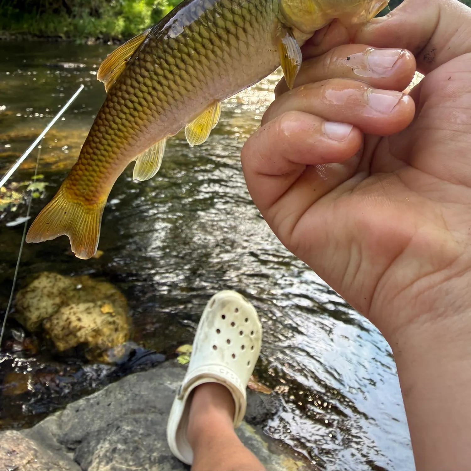 The most recent Bigmouth chub catches on Fishbrain
