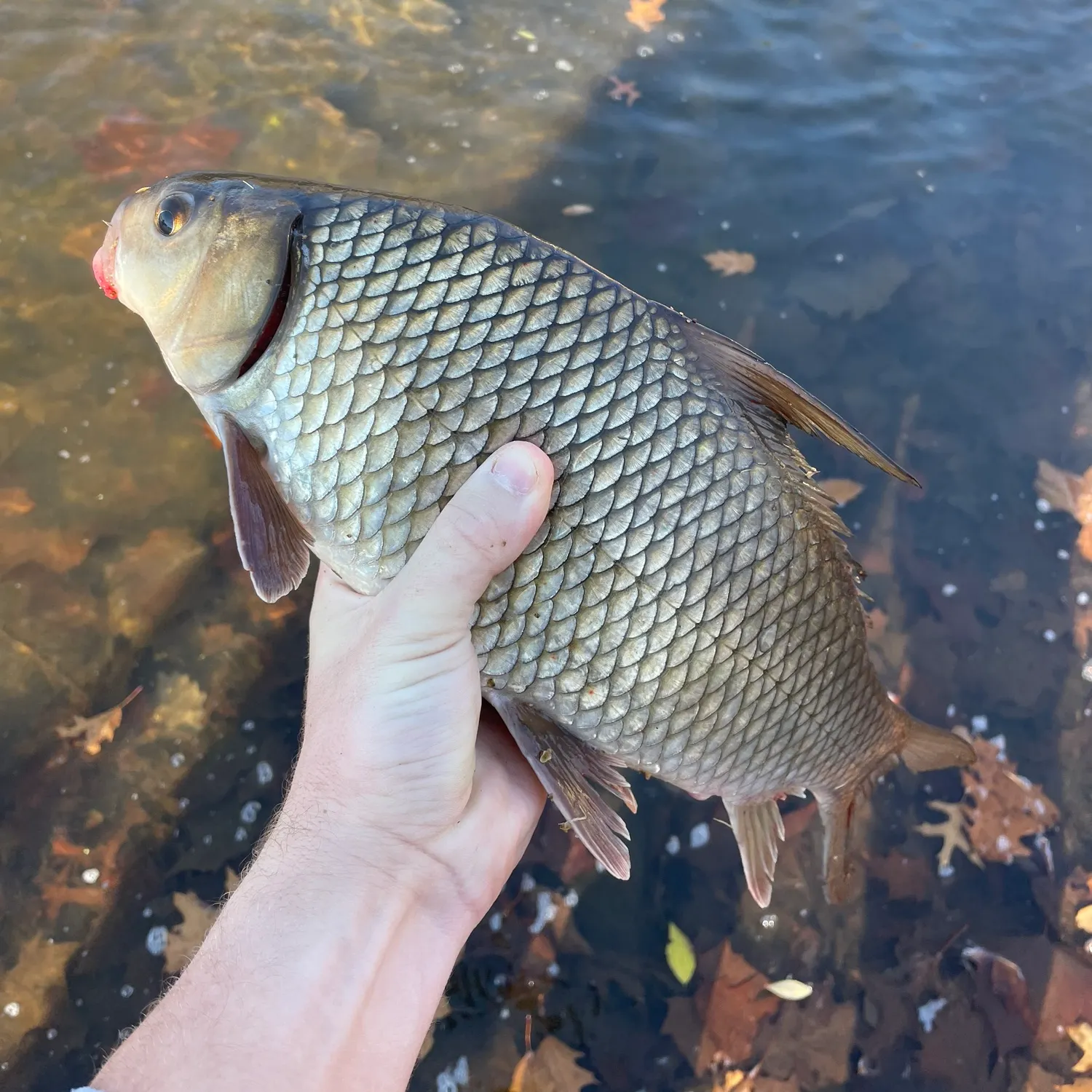 The most recent Quillback catches on Fishbrain