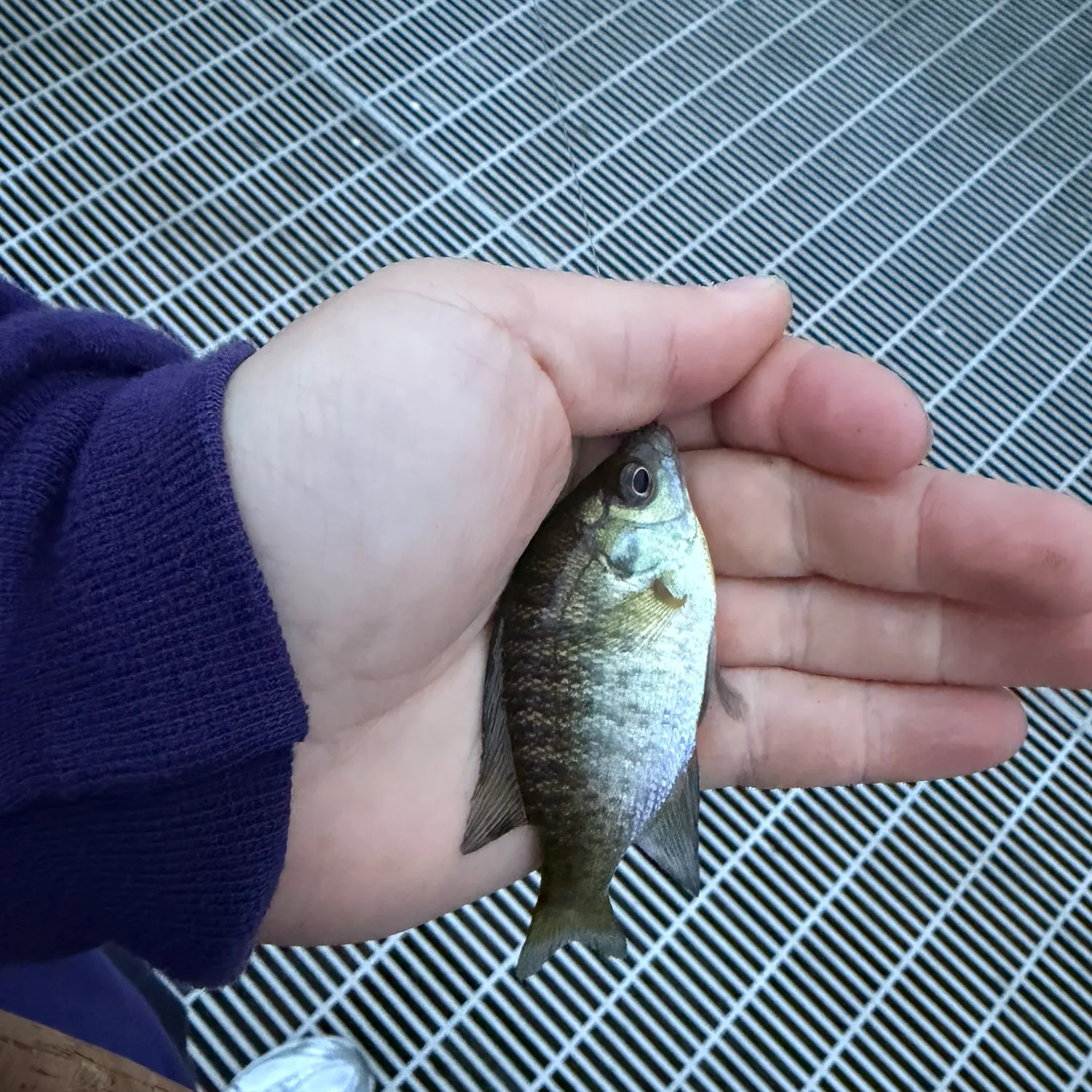 Bluegill caught on Fishbrain