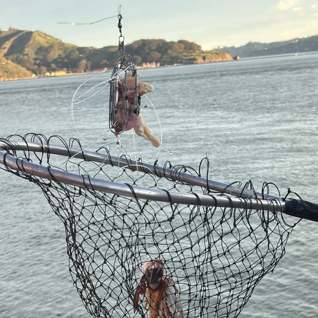 The most recent Red rock crab catches on Fishbrain