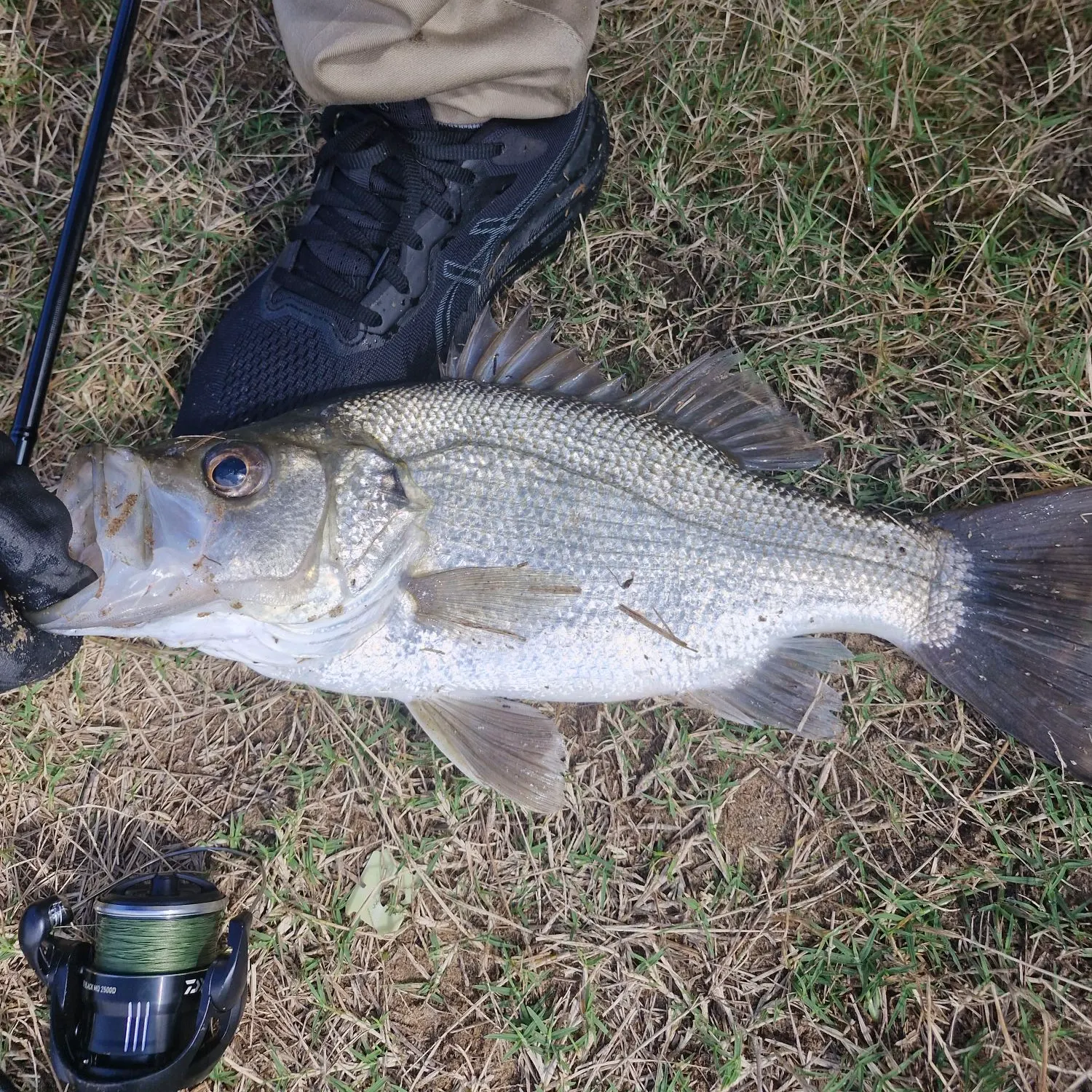 most liked catch image