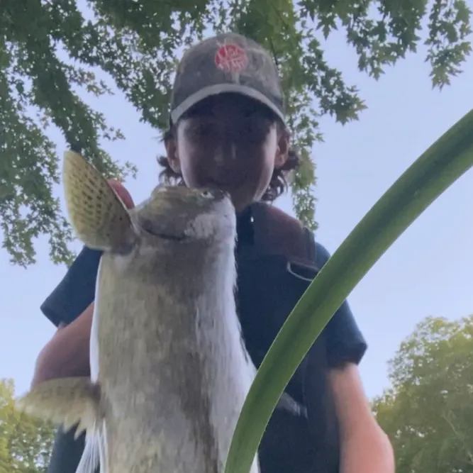 Chinook salmon caught on Fishbrain