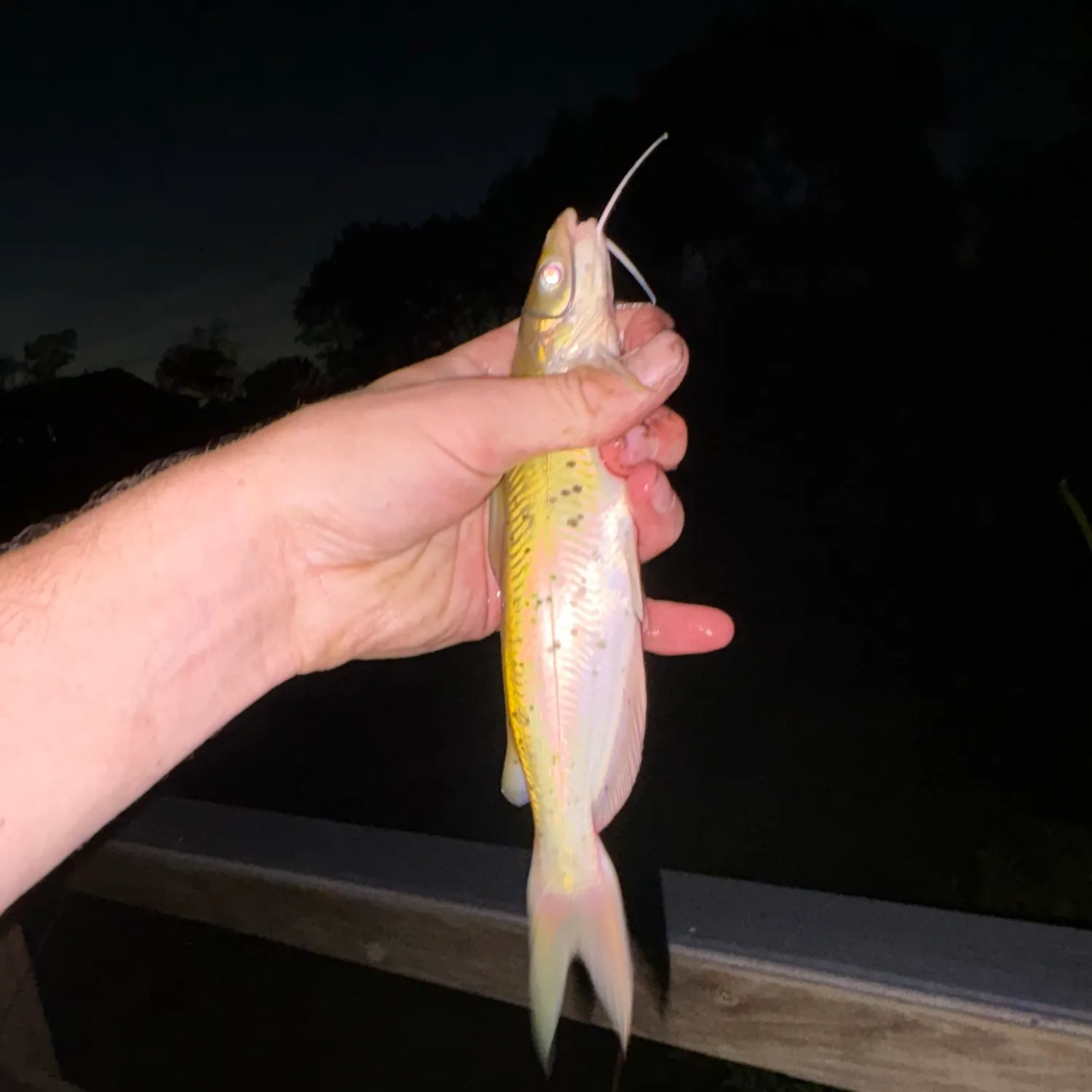 Channel catfish caught on Fishbrain