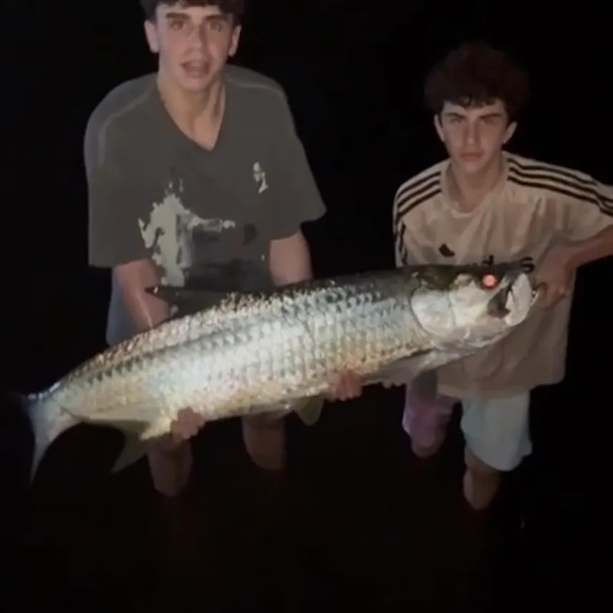 The most recent Tarpon catches on Fishbrain