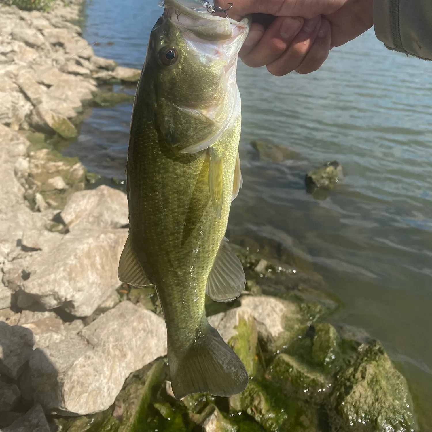 Largemouth bass caught on Fishbrain