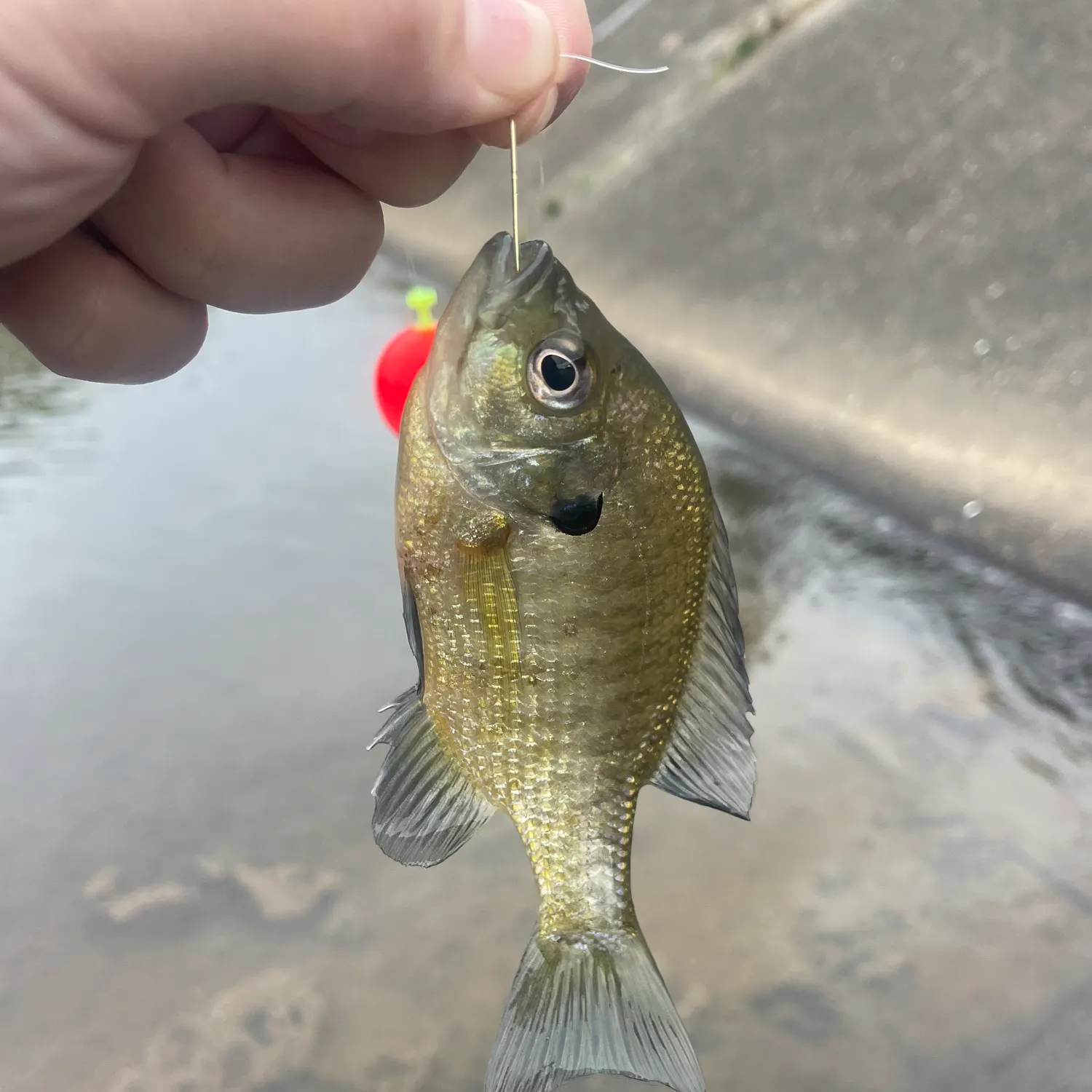 Bluegill caught on Fishbrain