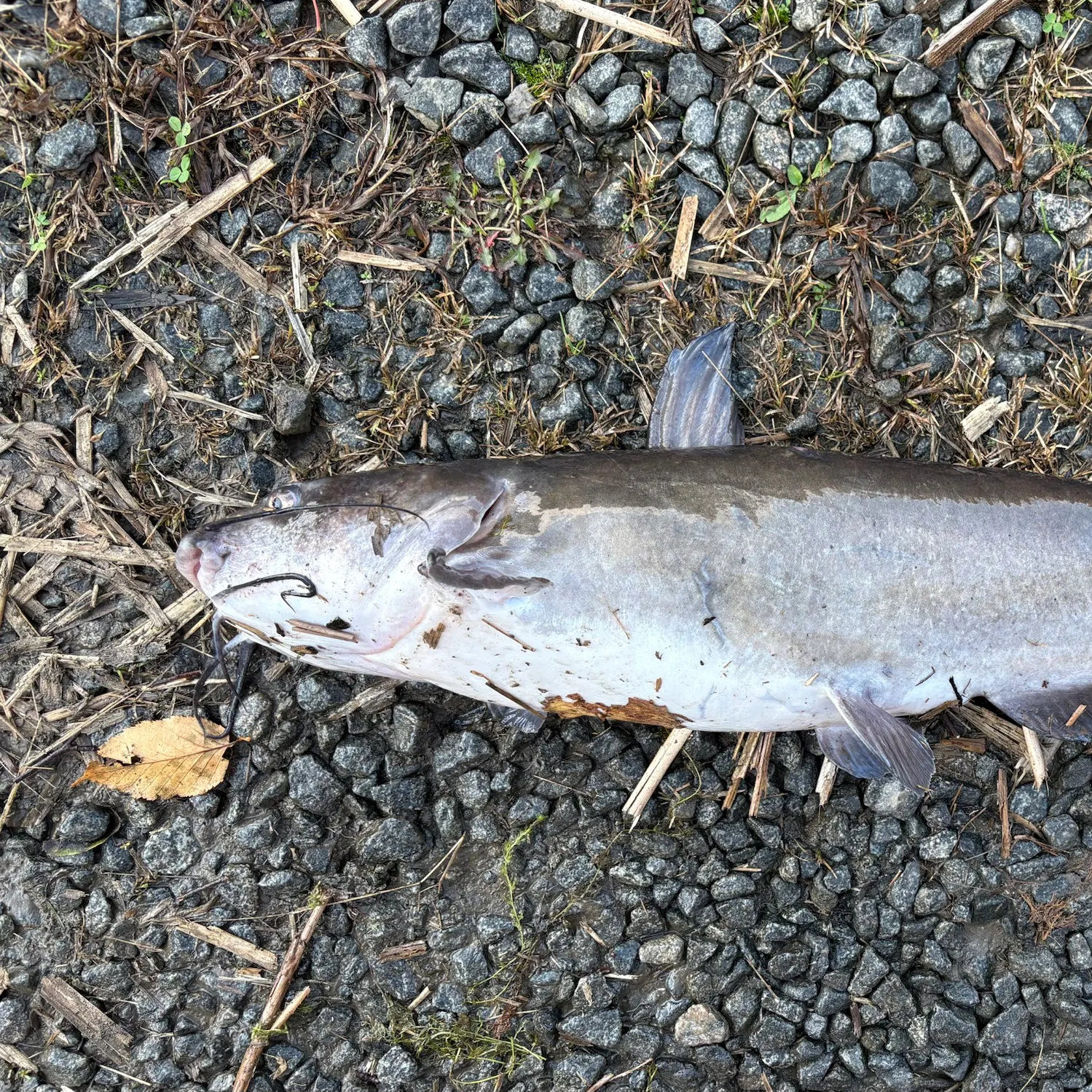 Channel catfish caught on Fishbrain