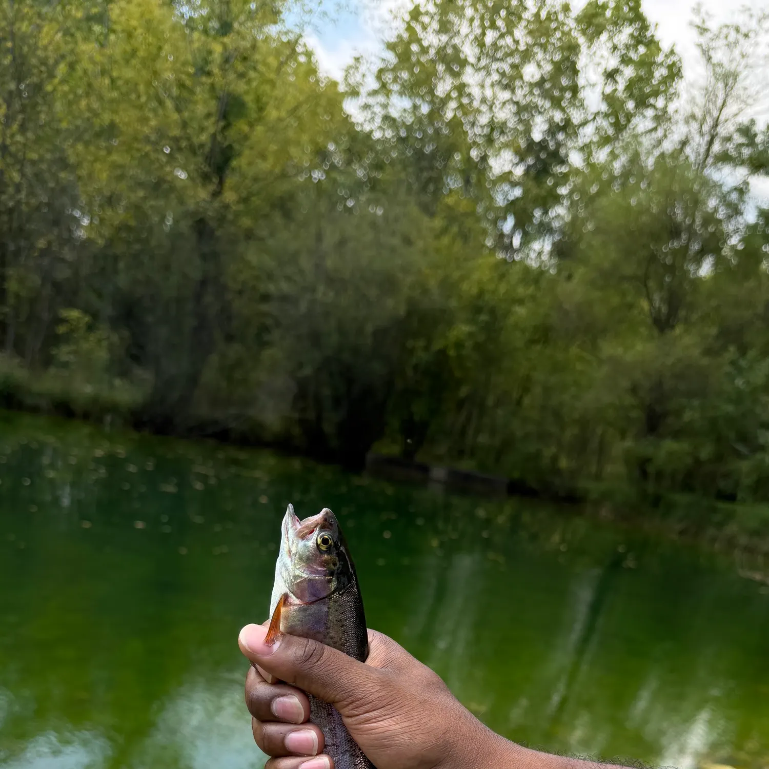Rainbow trout caught on Fishbrain