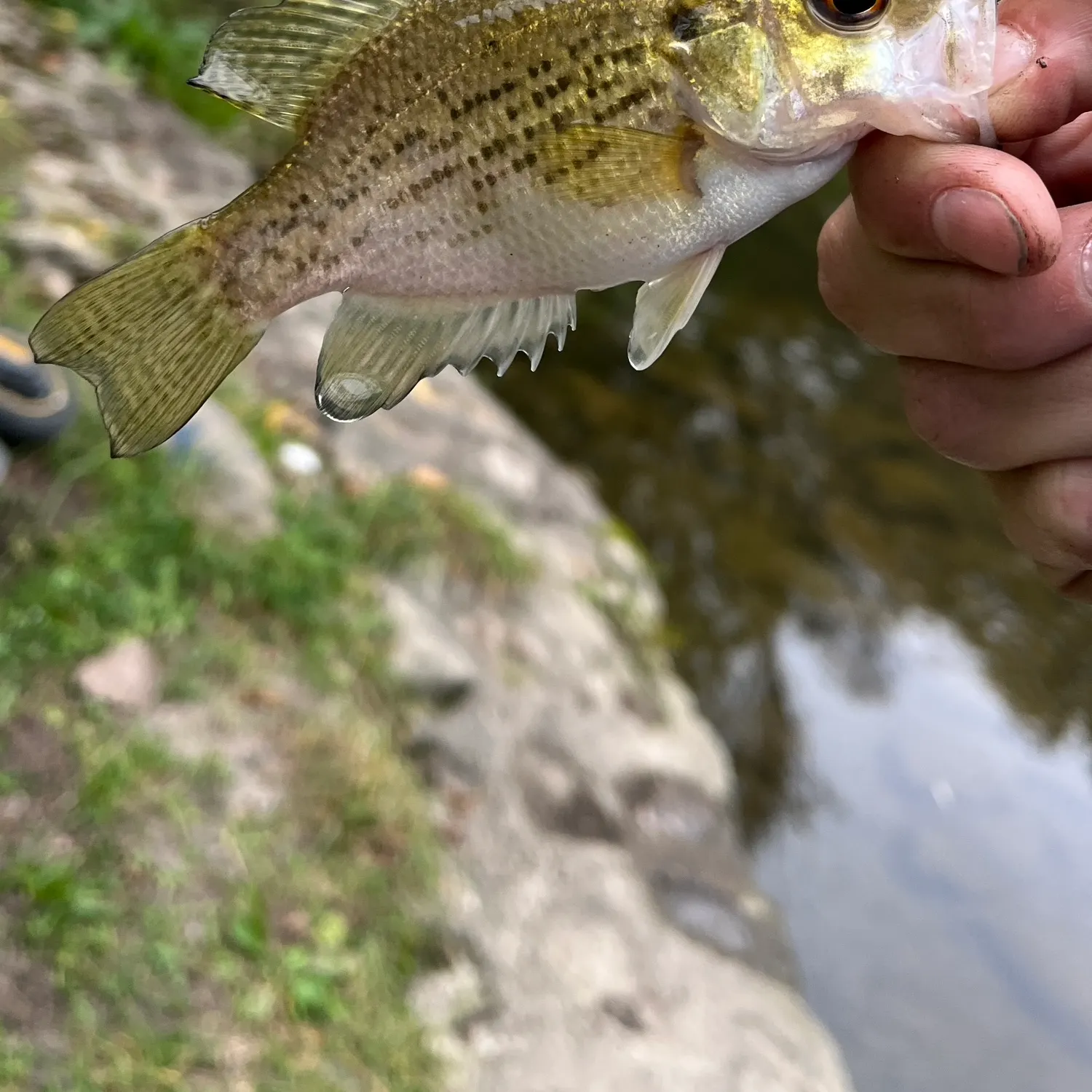 Rock bass caught on Fishbrain