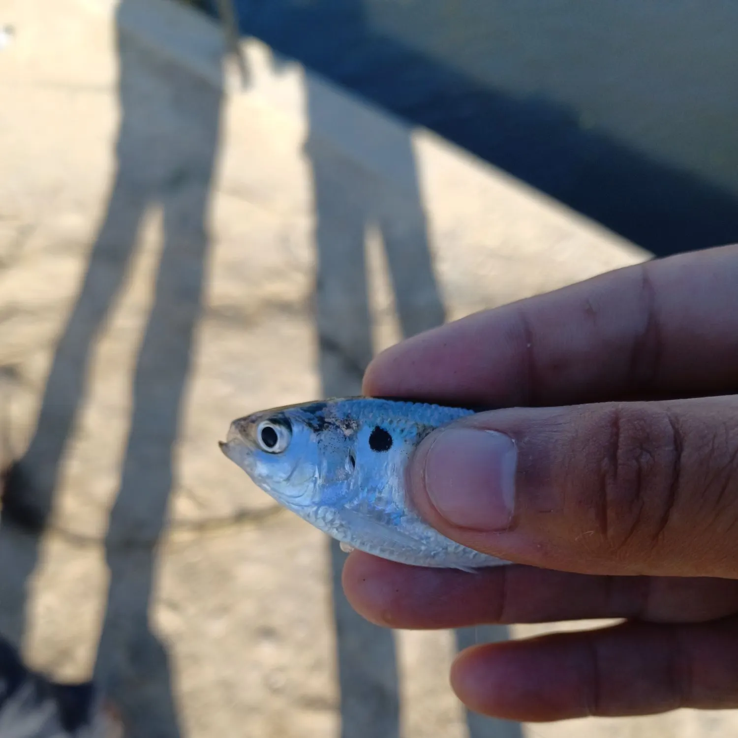 The most recent Threadfin shad catches on Fishbrain