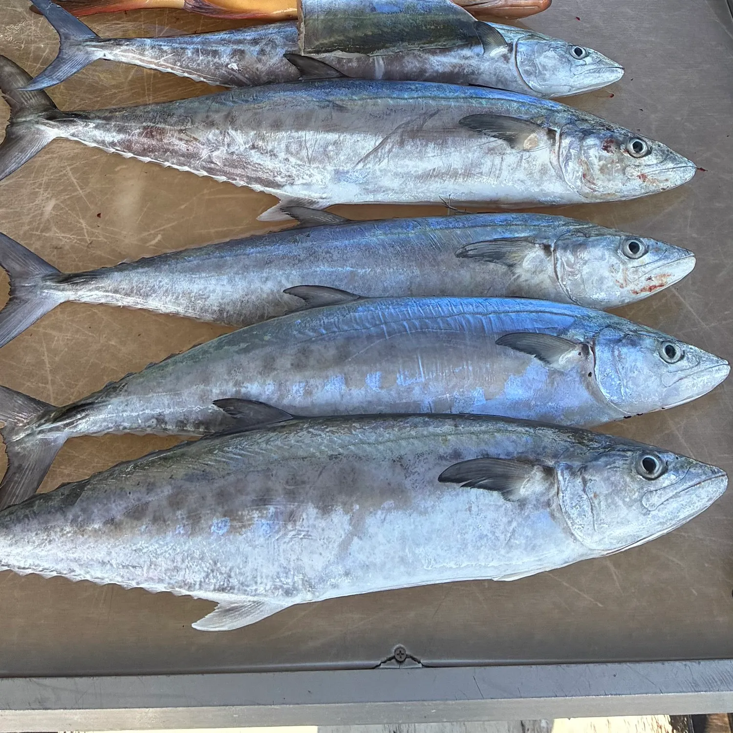 The most recent Australian spotted mackerel catches on Fishbrain