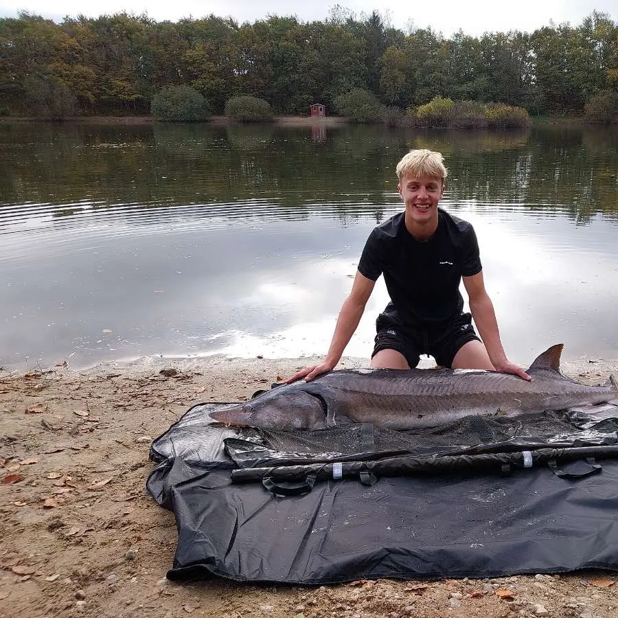 The most recent Beluga sturgeon catches on Fishbrain