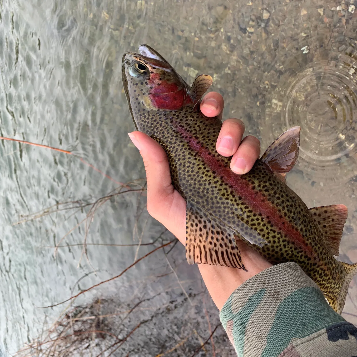 recently logged catches