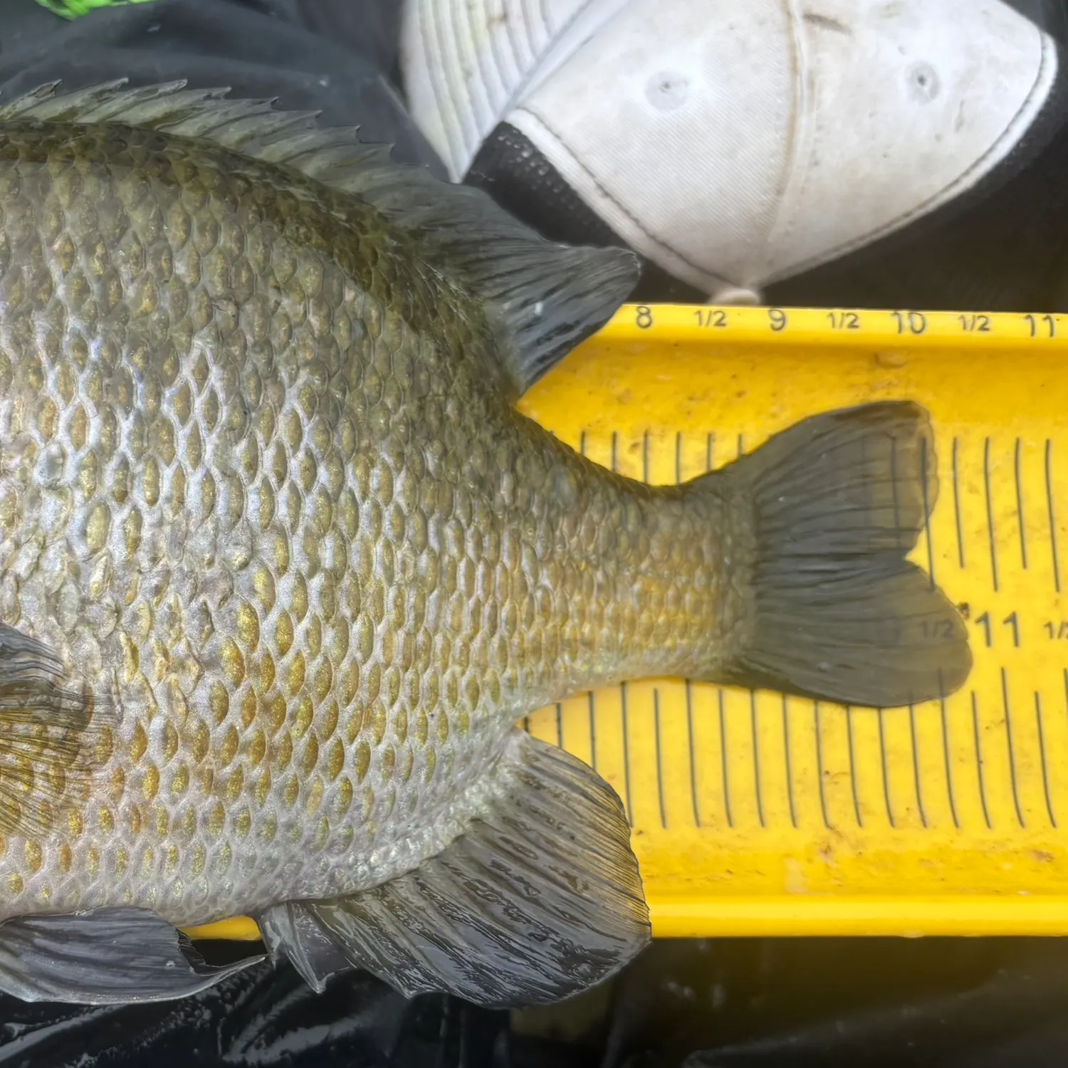 Bluegill caught on Fishbrain