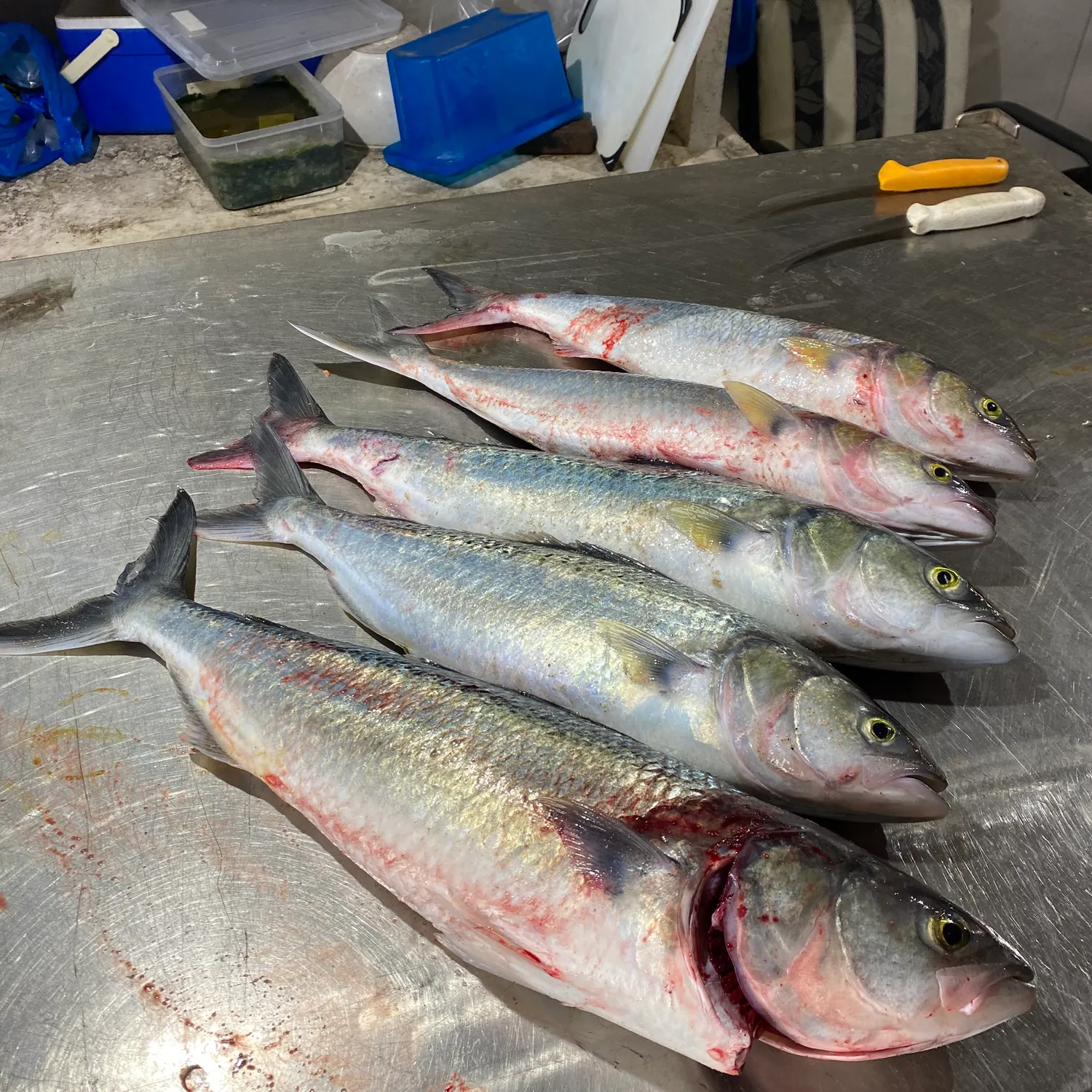 Eastern Australian salmon caught on Fishbrain