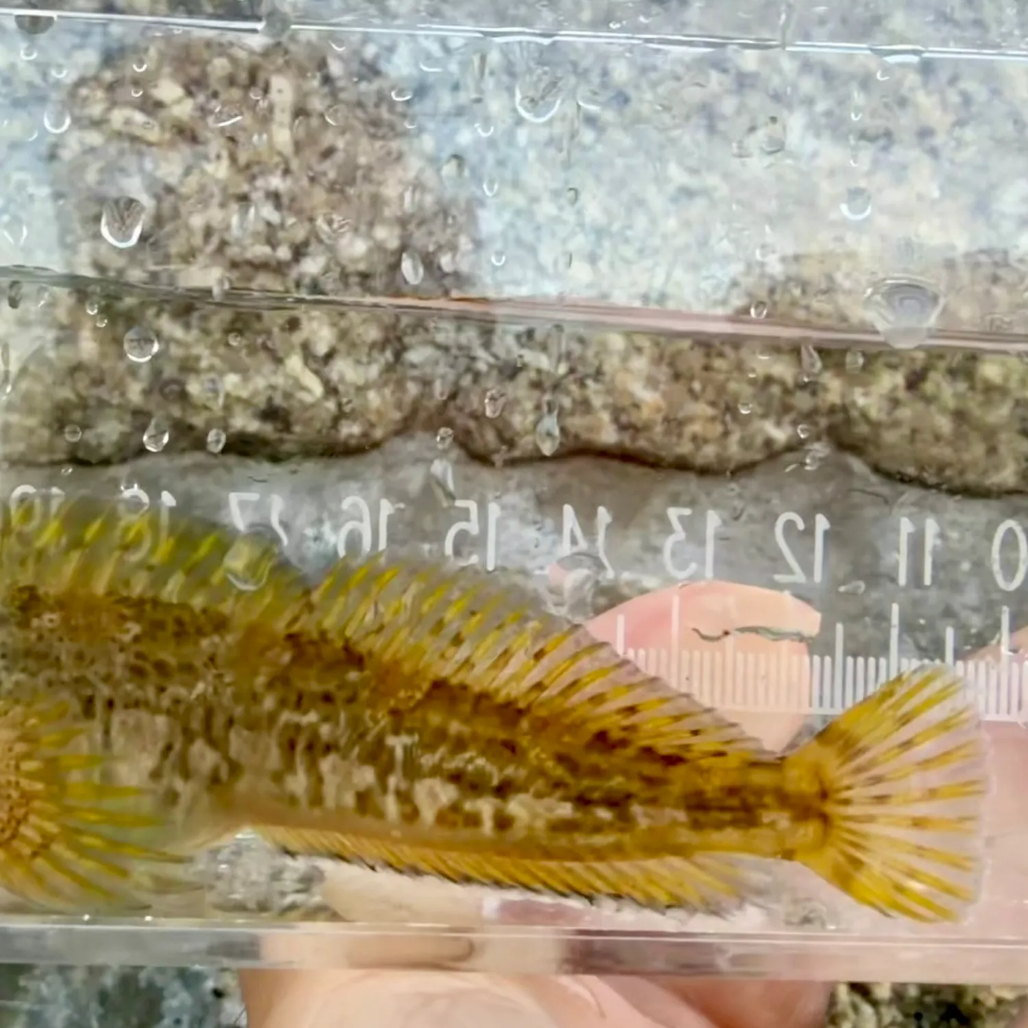 The most recent Shanny catches on Fishbrain