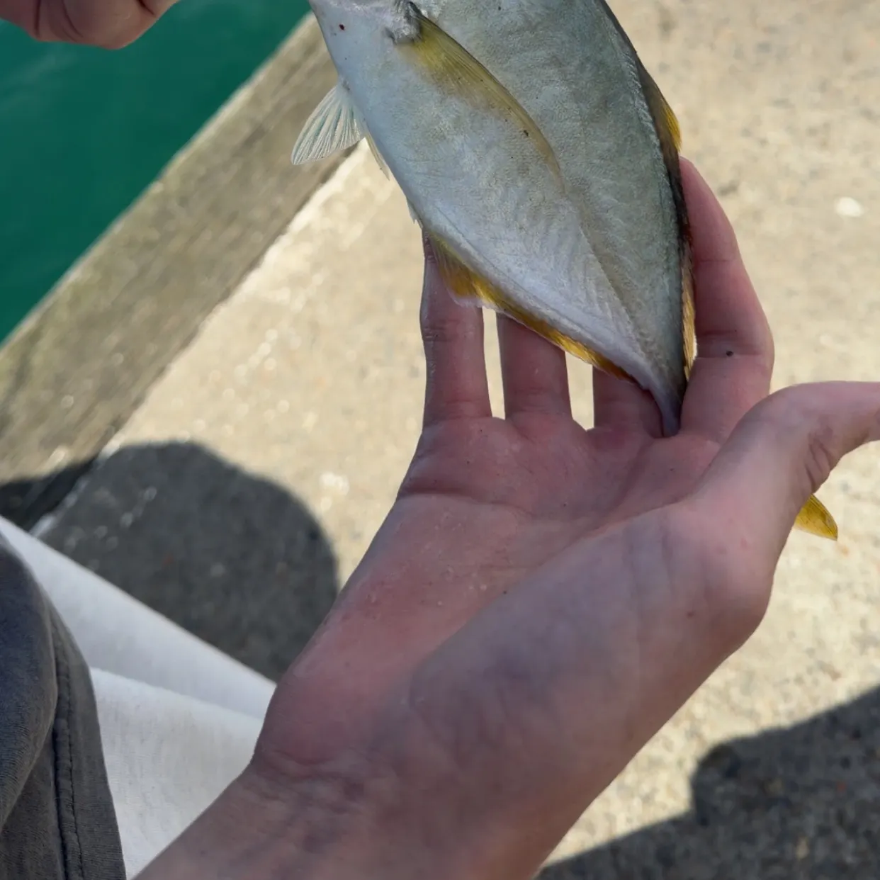 The most recent Yellowspotted trevally catches on Fishbrain