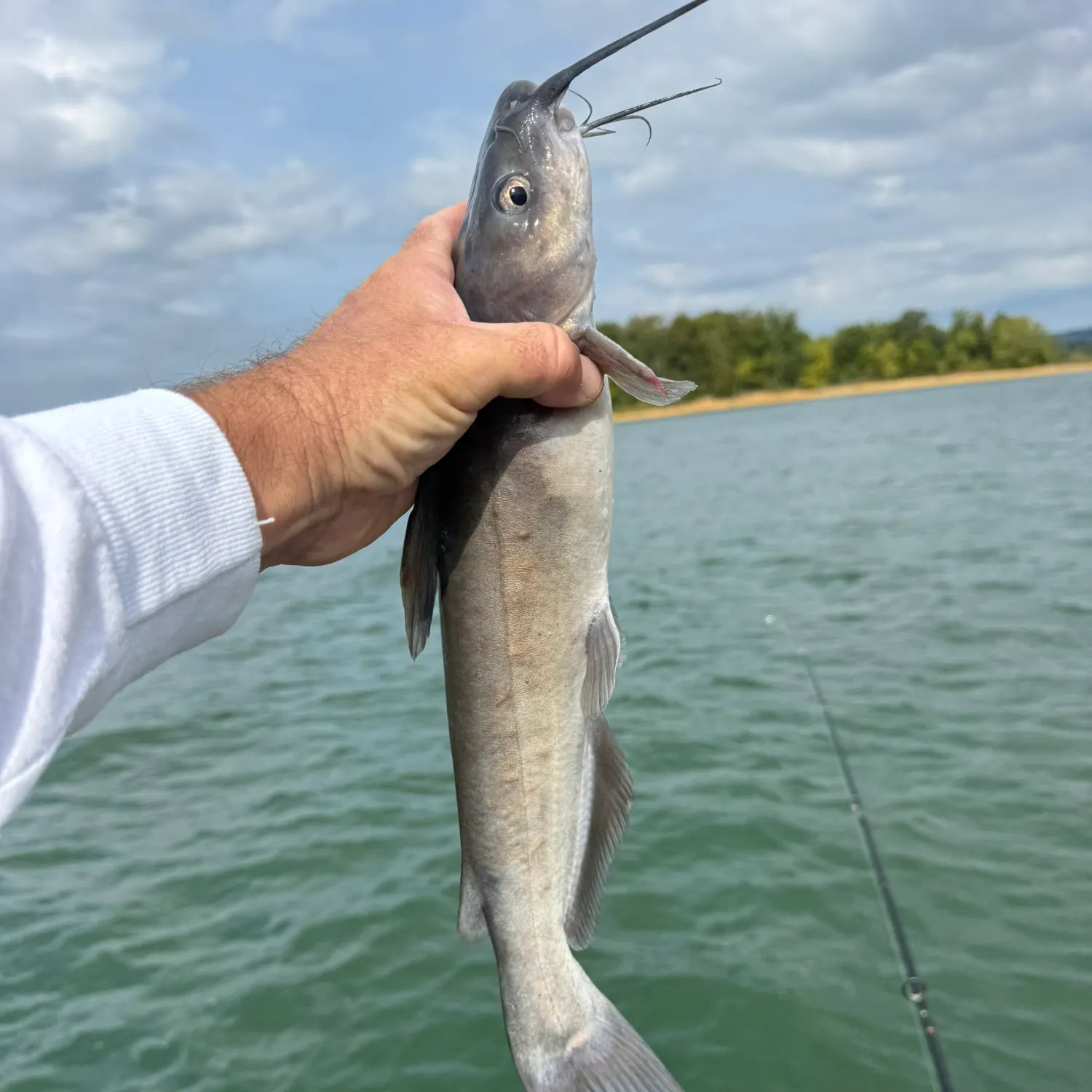Channel catfish caught on Fishbrain