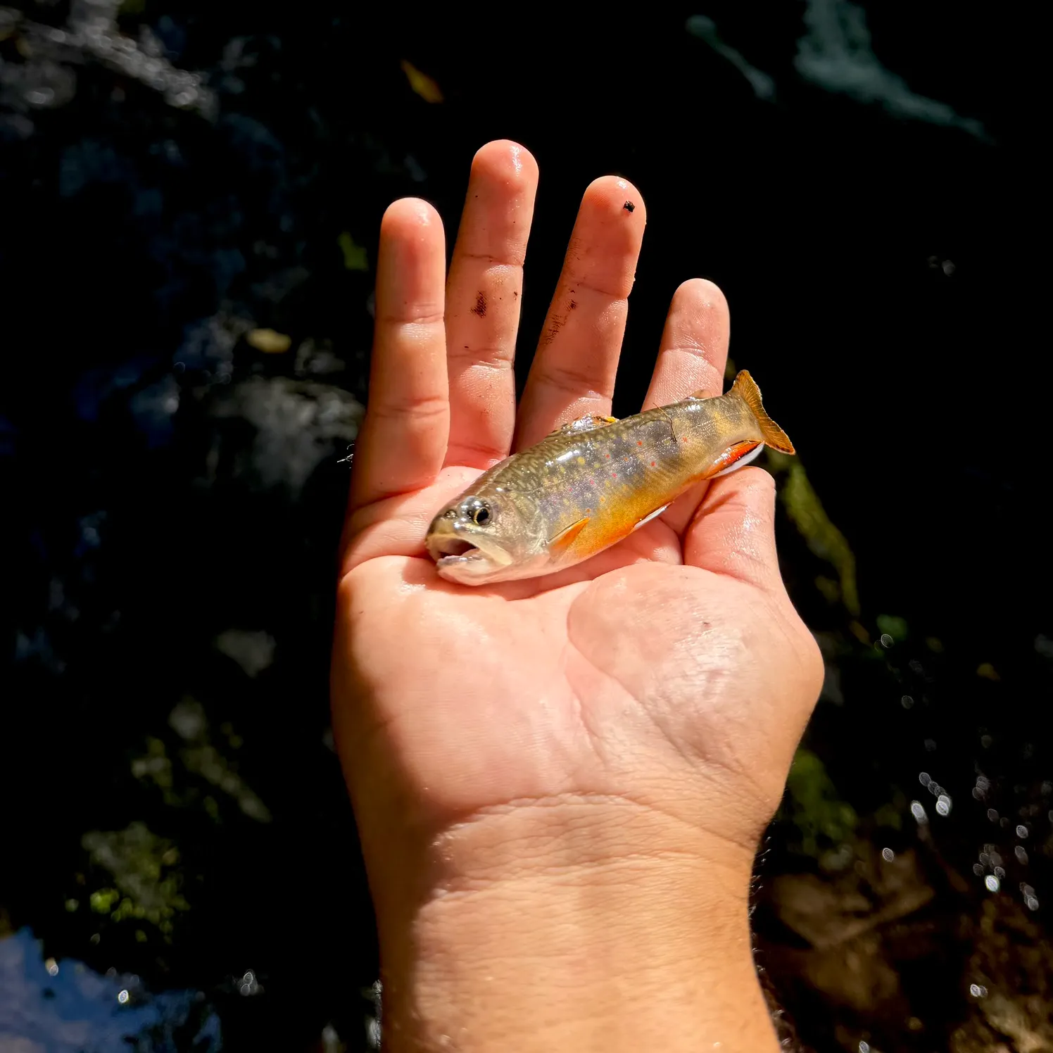 Brook trout caught on Fishbrain