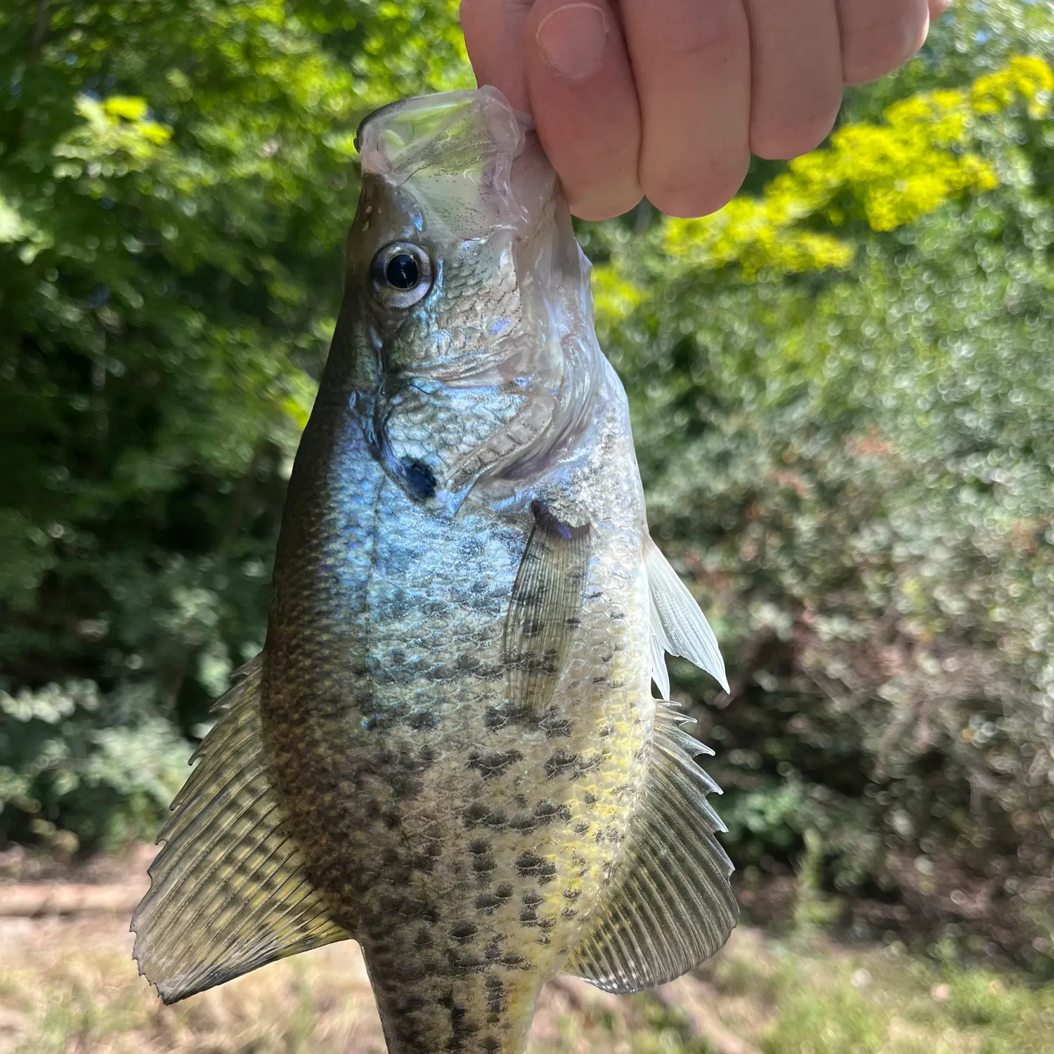 White crappie caught on Fishbrain