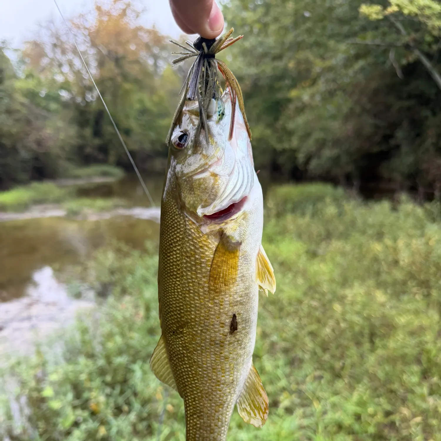 Smallmouth bass caught on Fishbrain