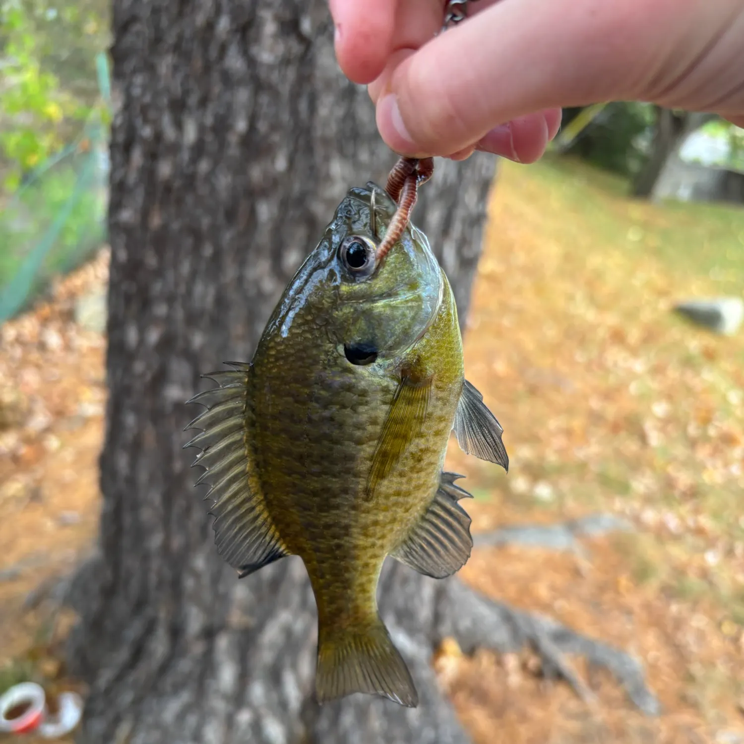 Bluegill caught on Fishbrain