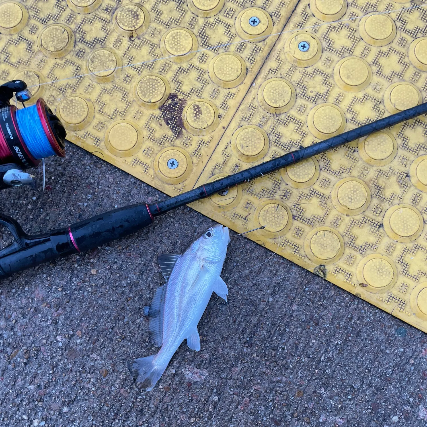Fish caught on Fishbrain