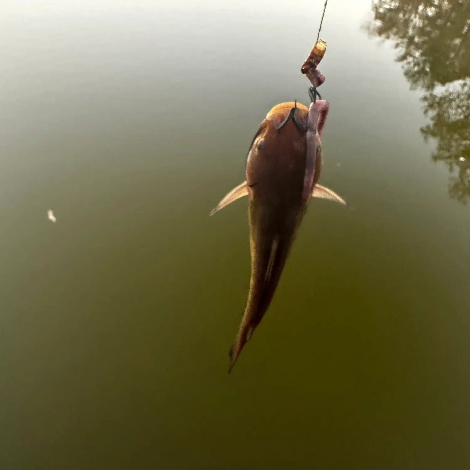 Channel catfish caught on Fishbrain