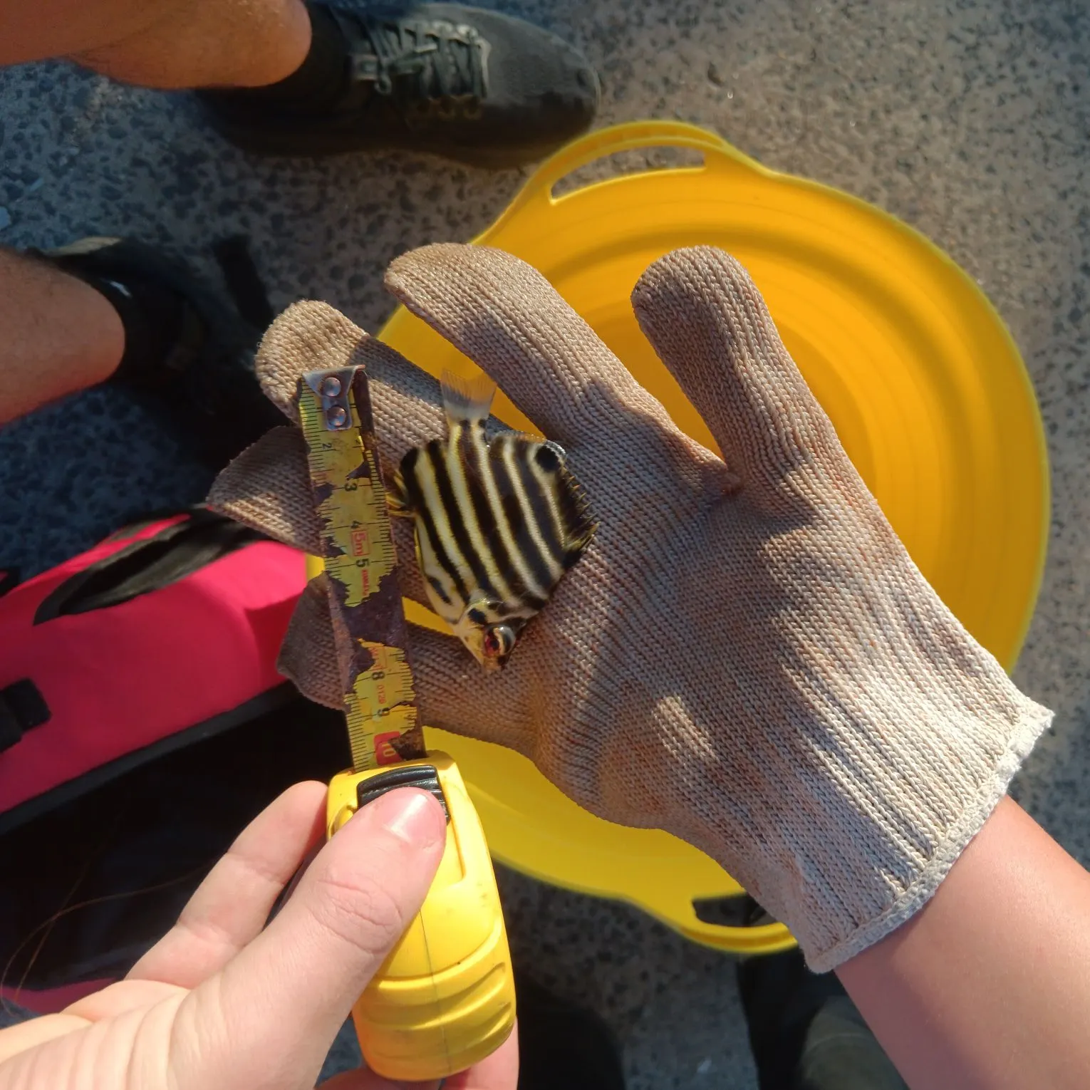 The most recent Stripey catches on Fishbrain