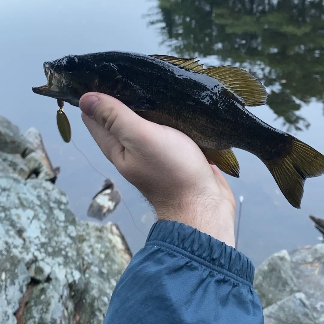Smallmouth bass caught on Fishbrain
