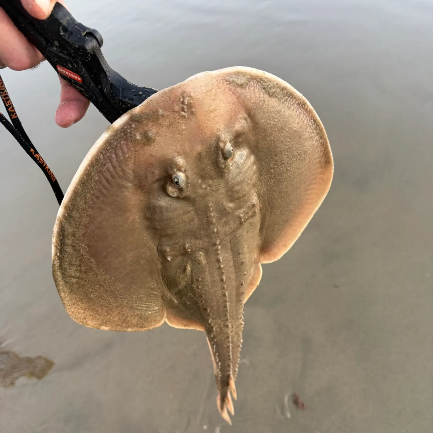 The most recent Thornback ray catches on Fishbrain