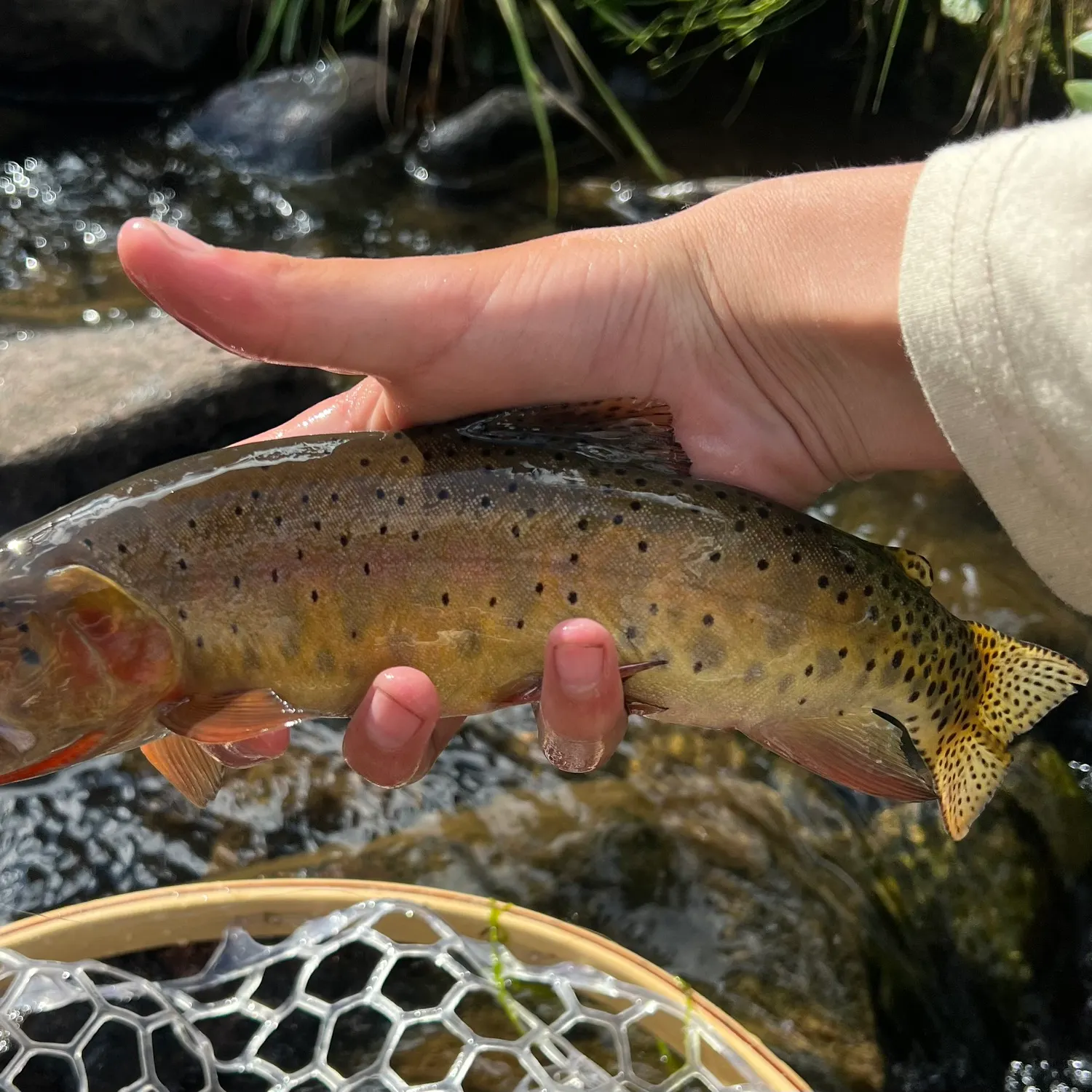 The most recent Colorado river cutthroat trout catches on Fishbrain