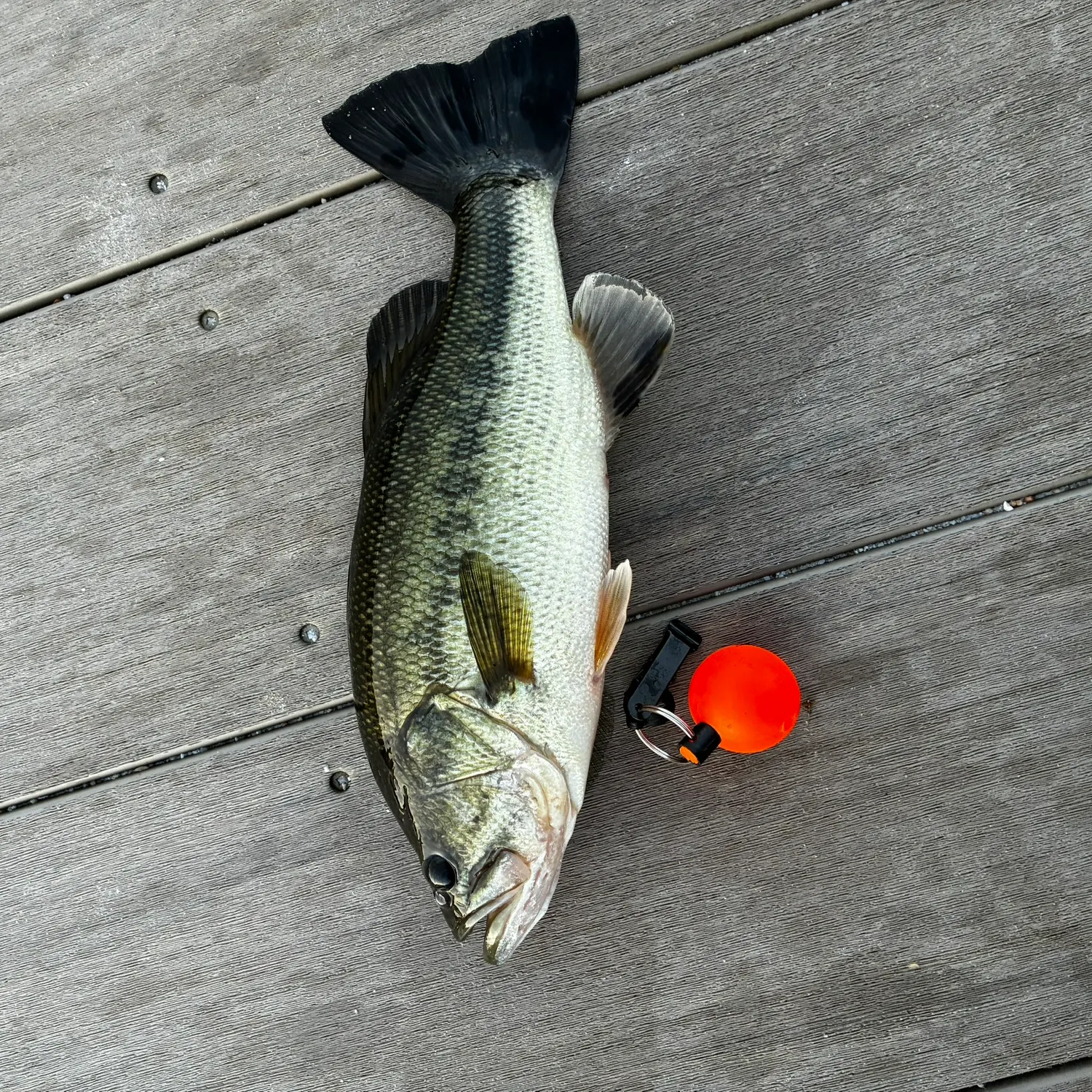Largemouth bass caught on Fishbrain