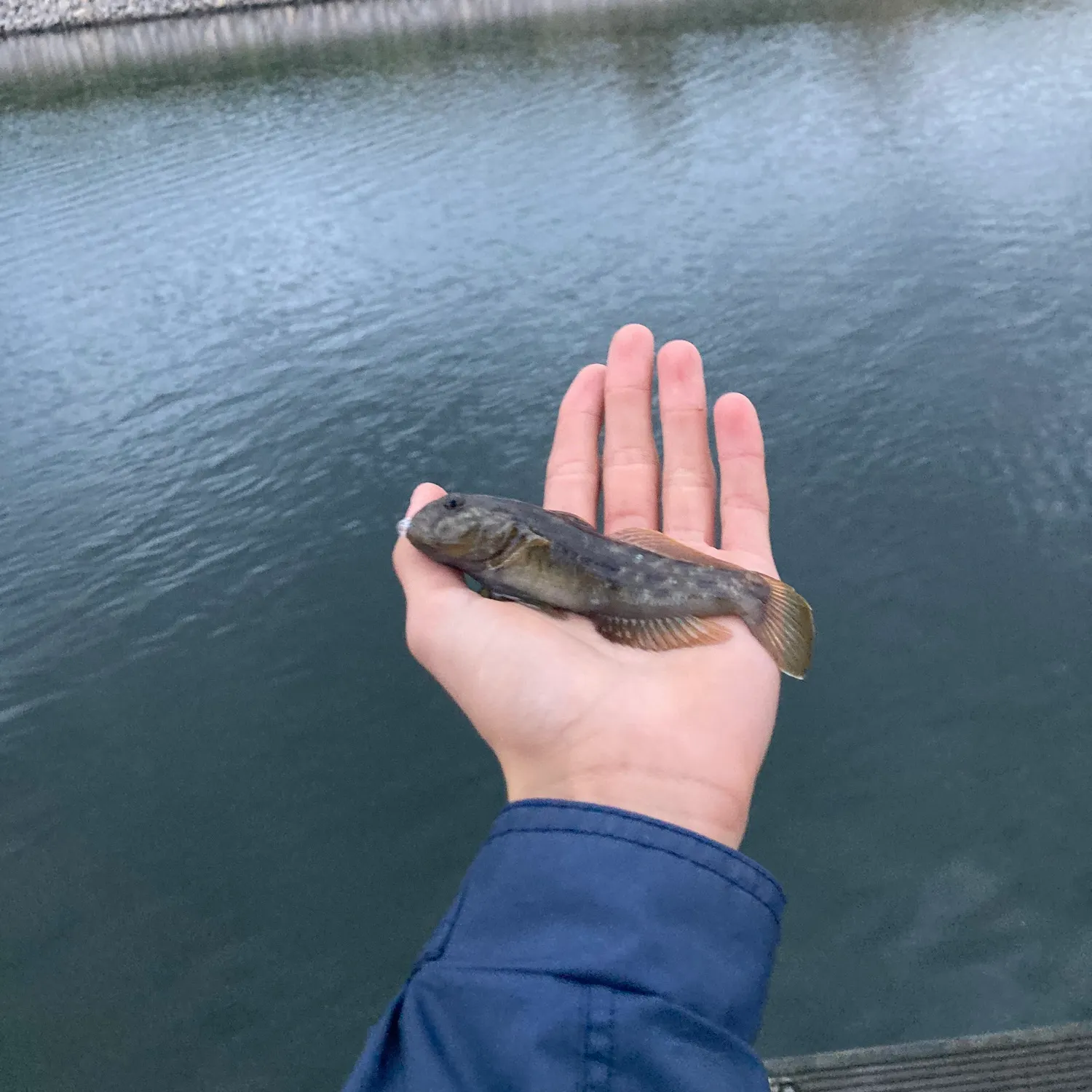 Round goby caught on Fishbrain