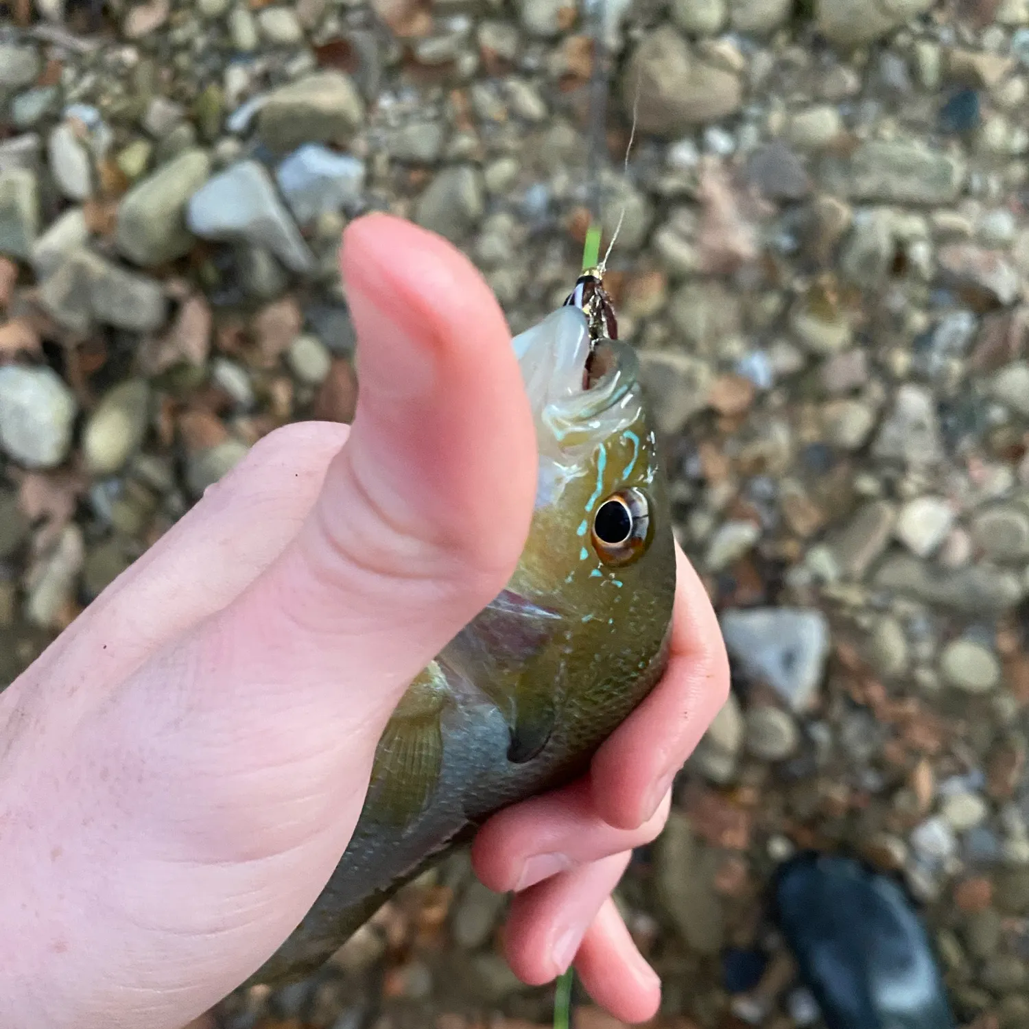 Redbreast sunfish caught on Fishbrain