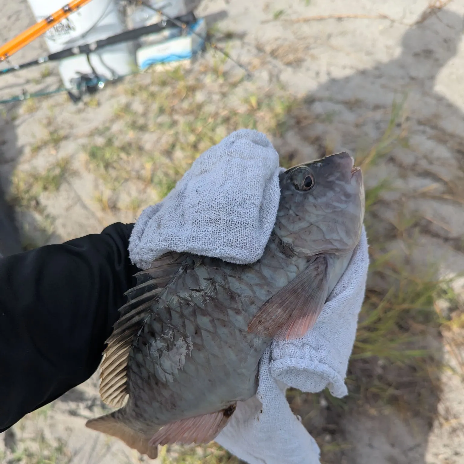 The most recent Common parrotfish catches on Fishbrain