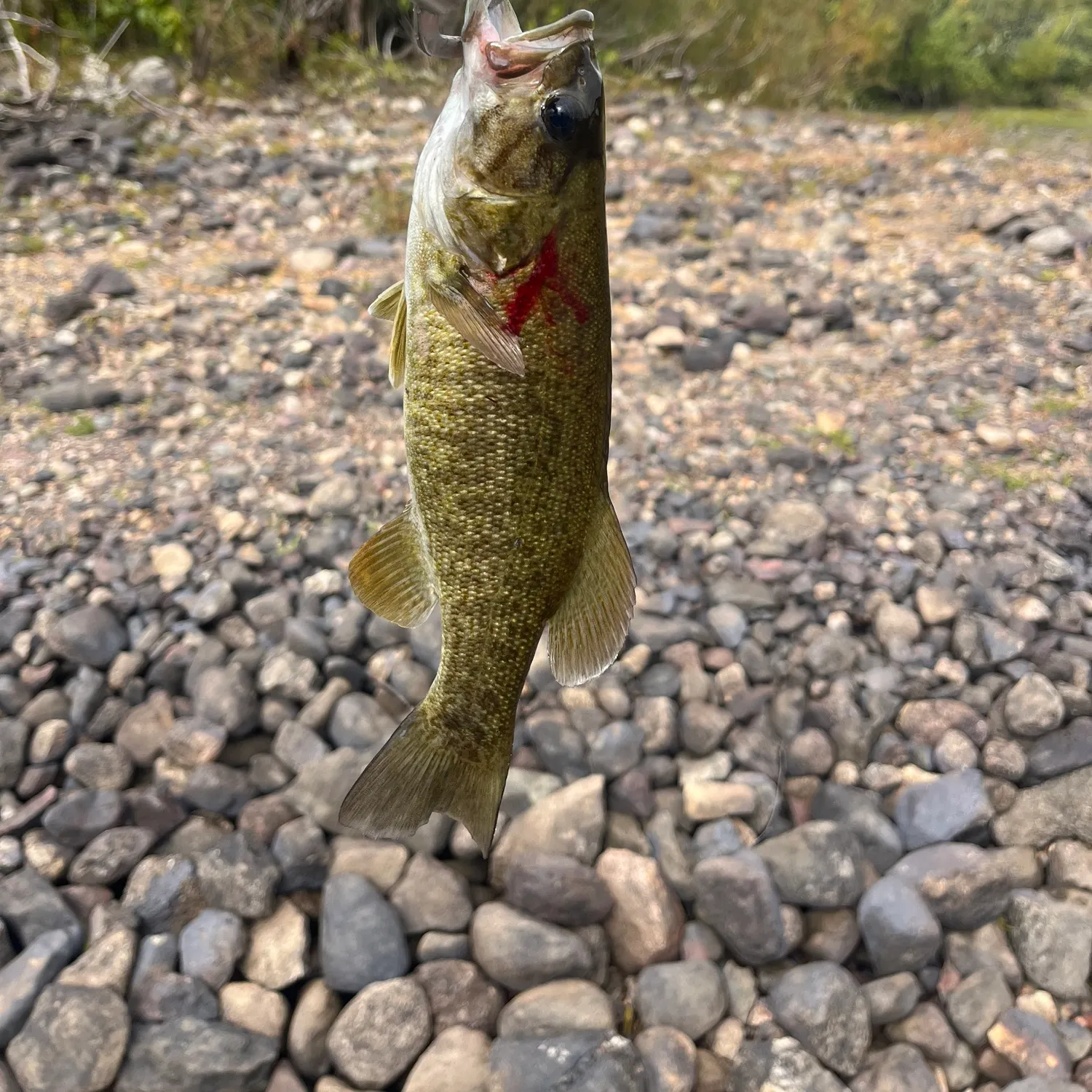 Smallmouth bass caught on Fishbrain