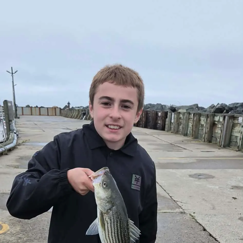 Striped bass caught on Fishbrain