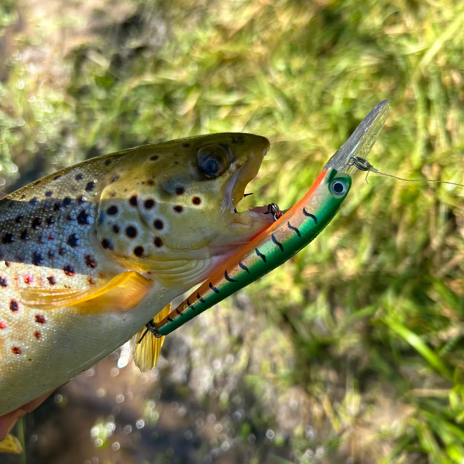Brown trout caught on Fishbrain