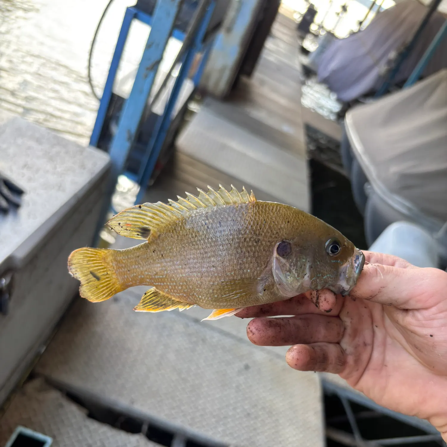Green sunfish caught on Fishbrain