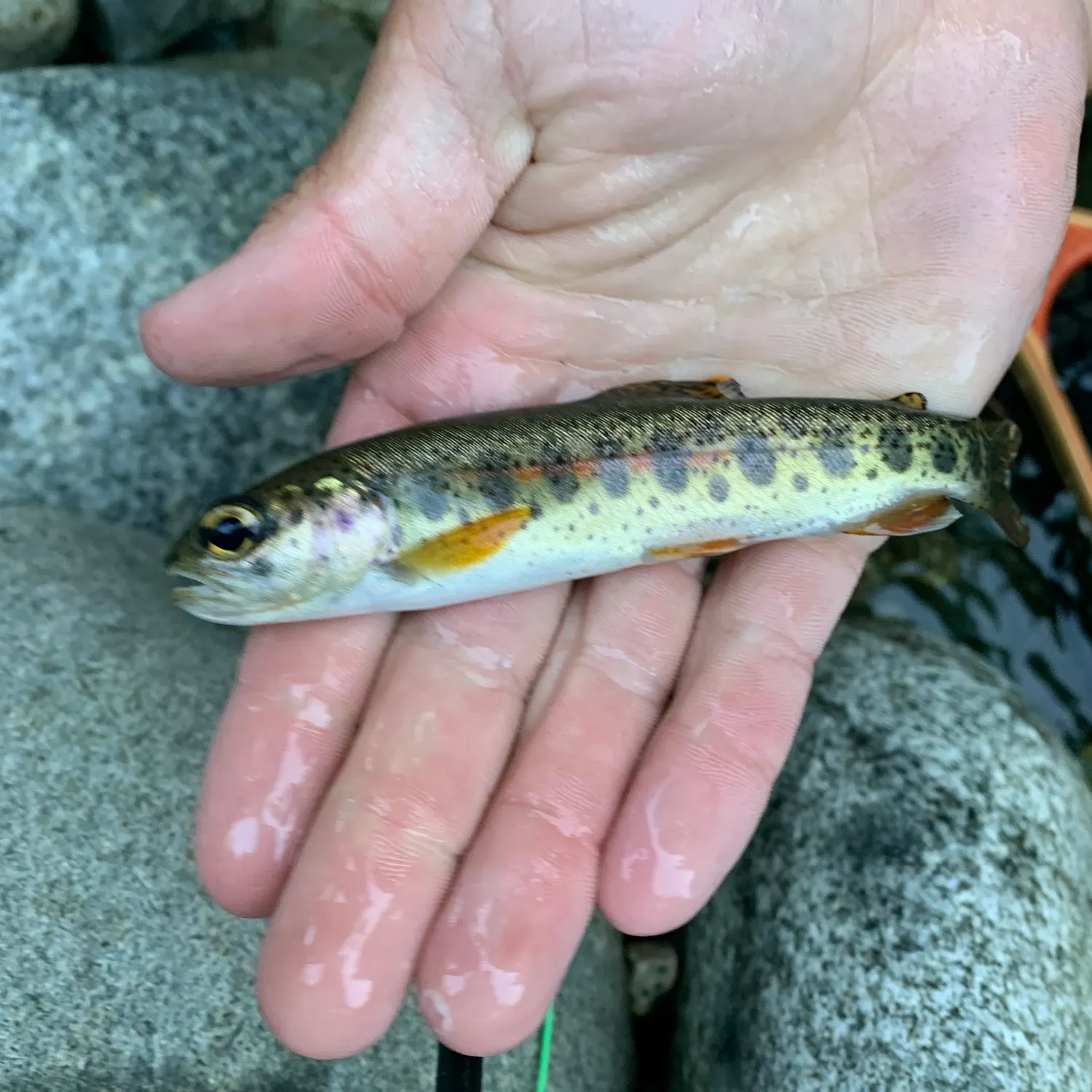 Coastal cutthroat trout caught on Fishbrain