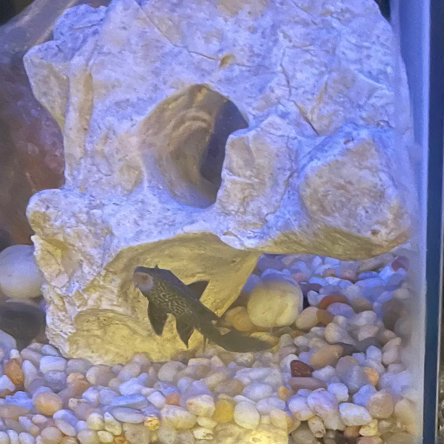 The most recent Suckermouth catfish catches on Fishbrain