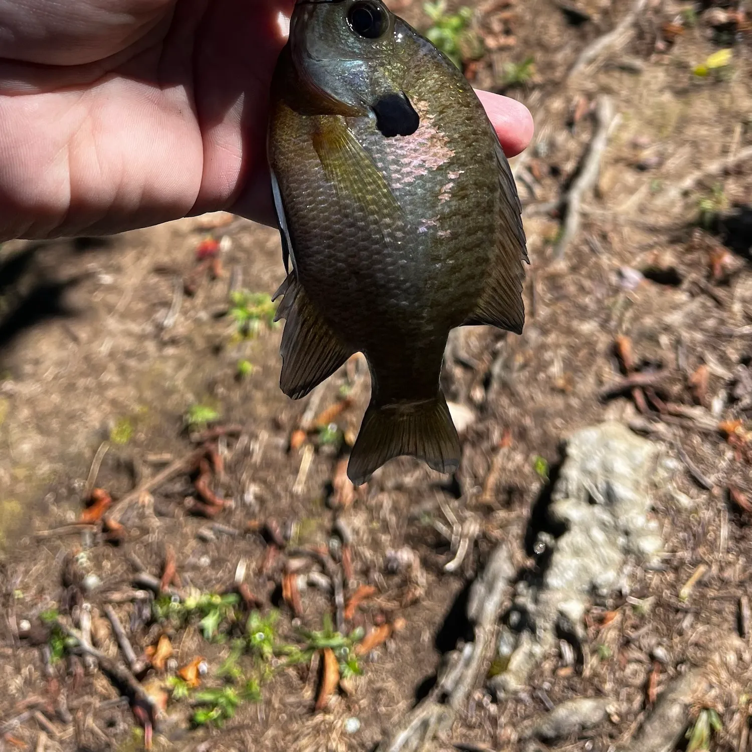 Bluegill caught on Fishbrain