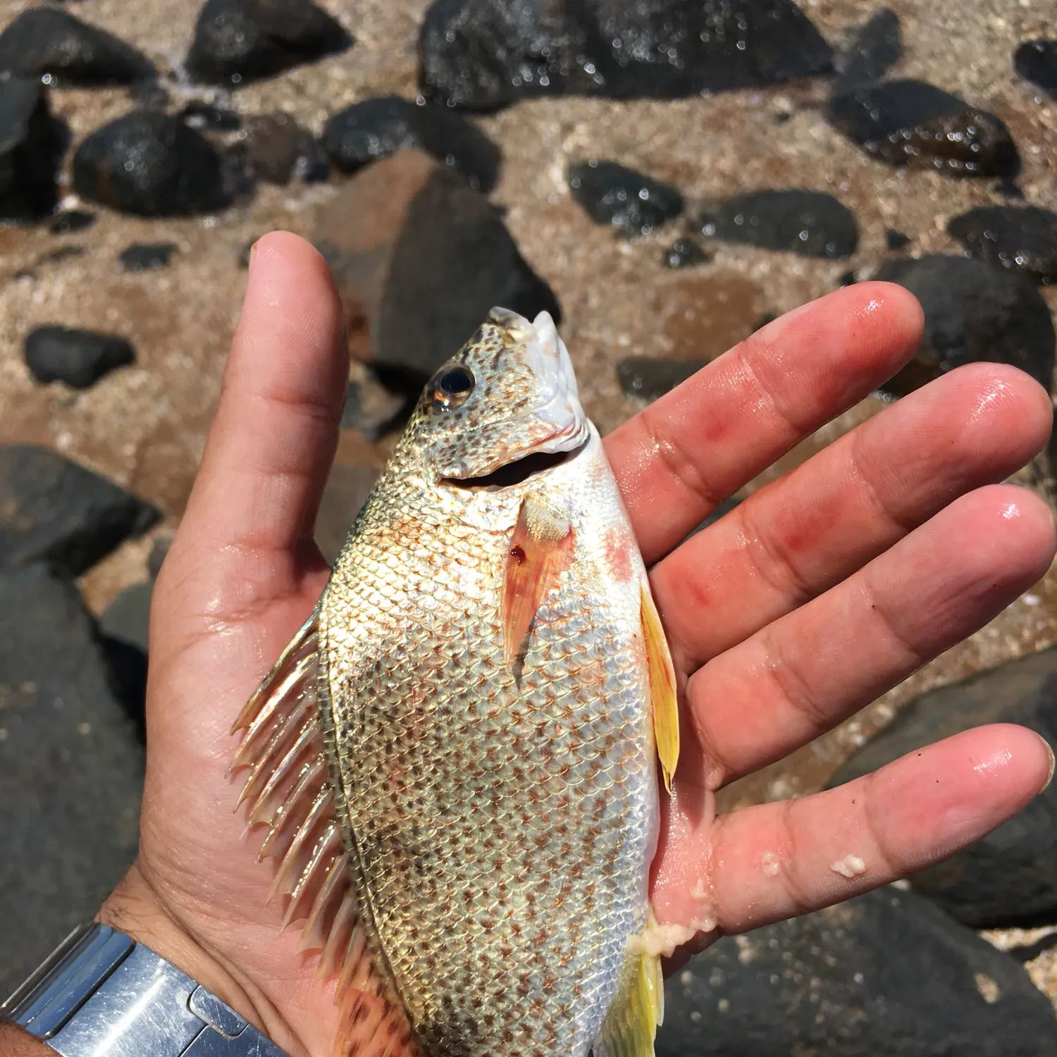 recently logged catches