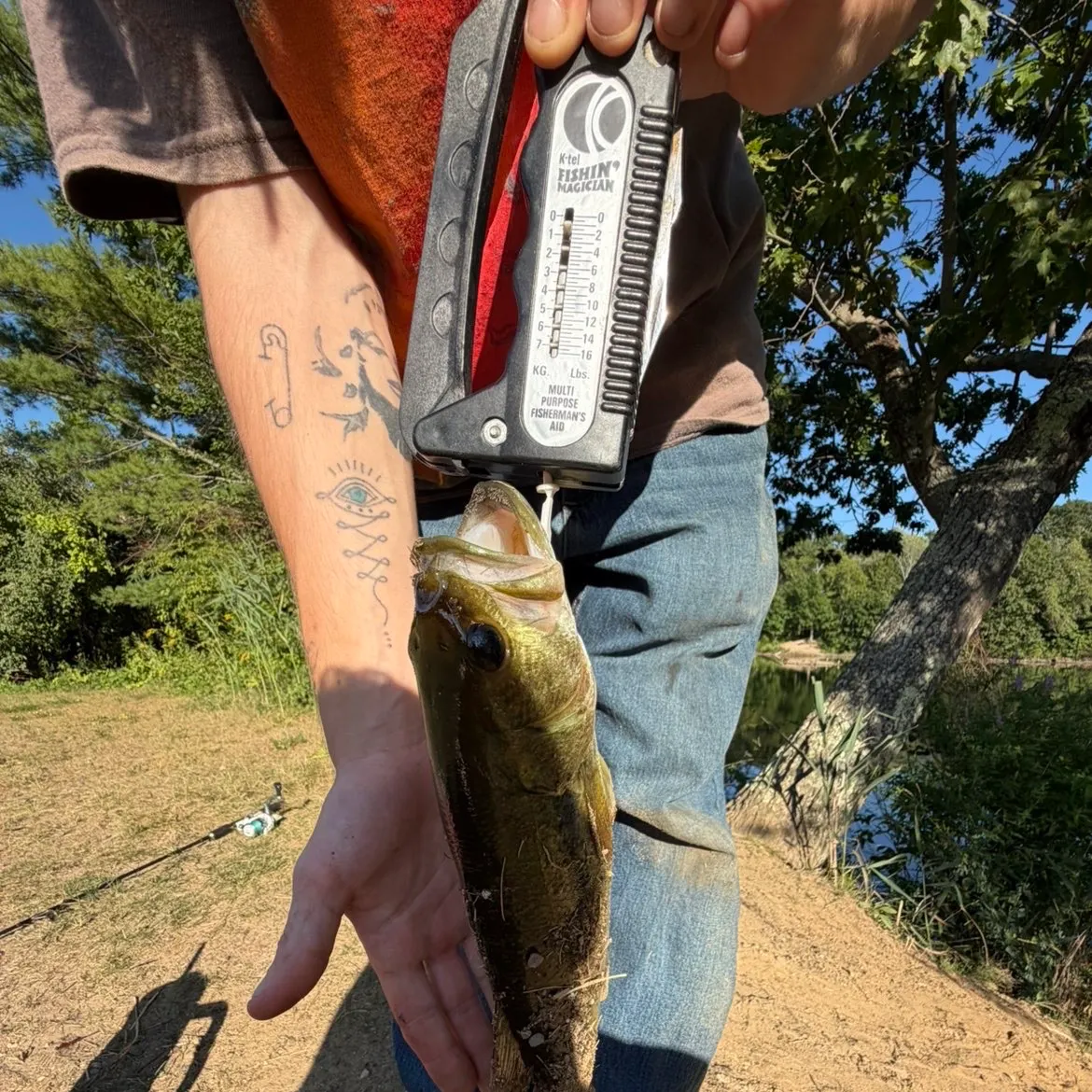Largemouth bass caught on Fishbrain