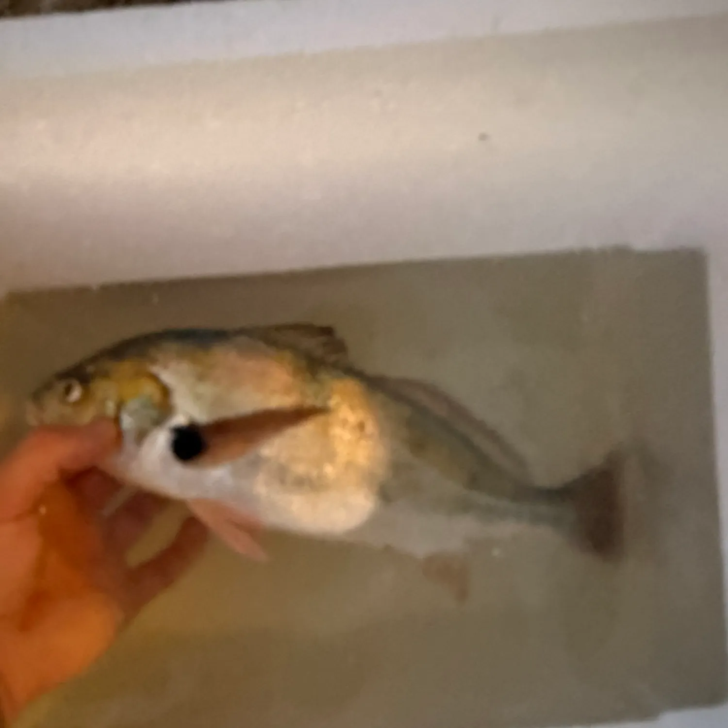 The most recent Blackspotted croaker catches on Fishbrain