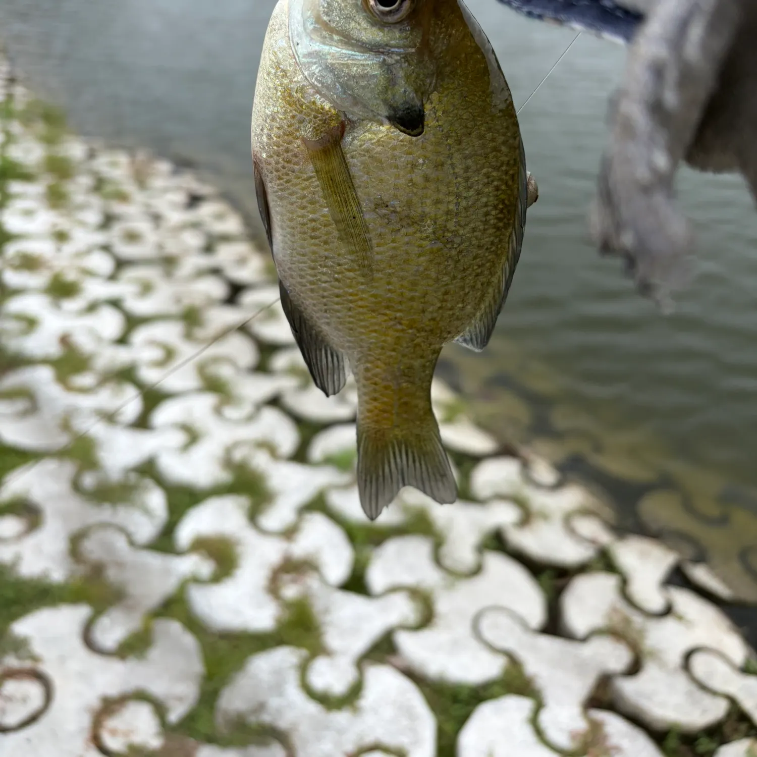 Bluegill caught on Fishbrain