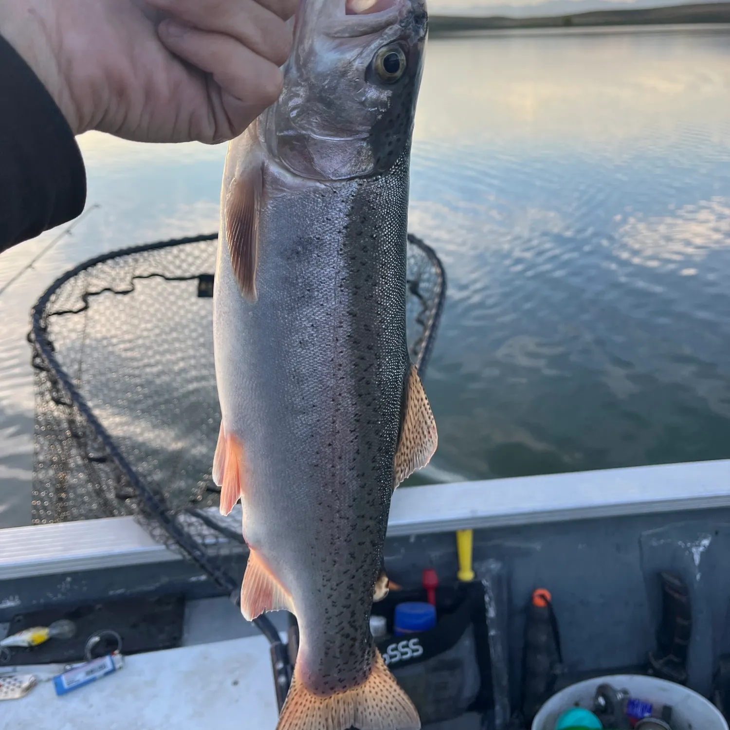Rainbow trout caught on Fishbrain