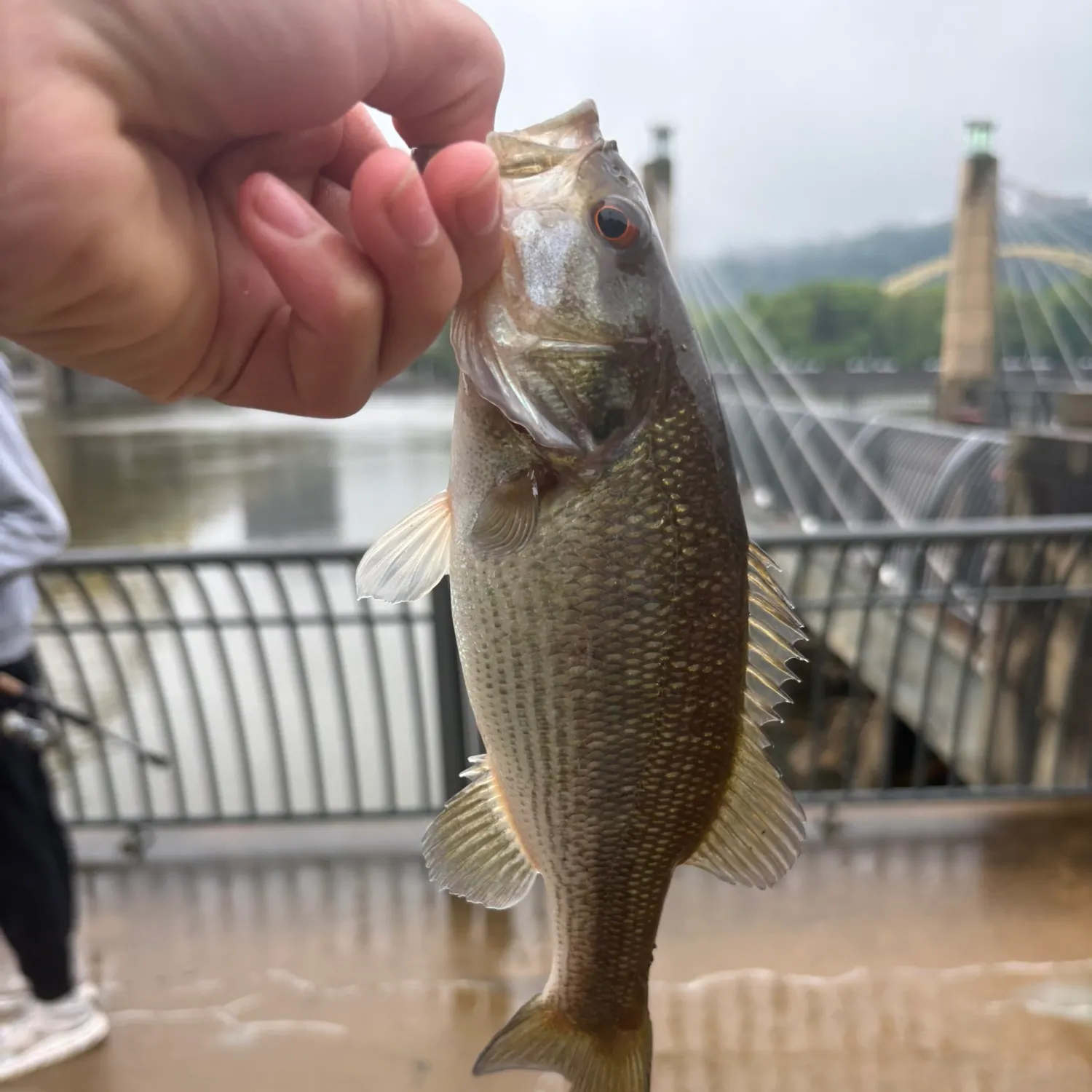 The most recent Meanmouth bass catches on Fishbrain