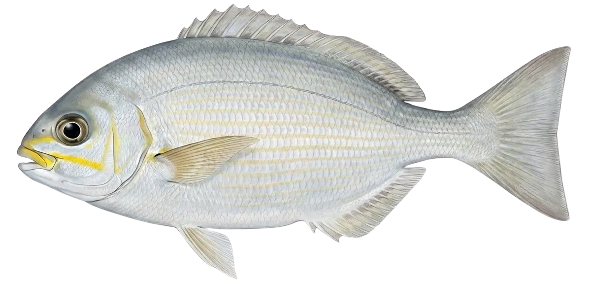 Bermuda sea chub
